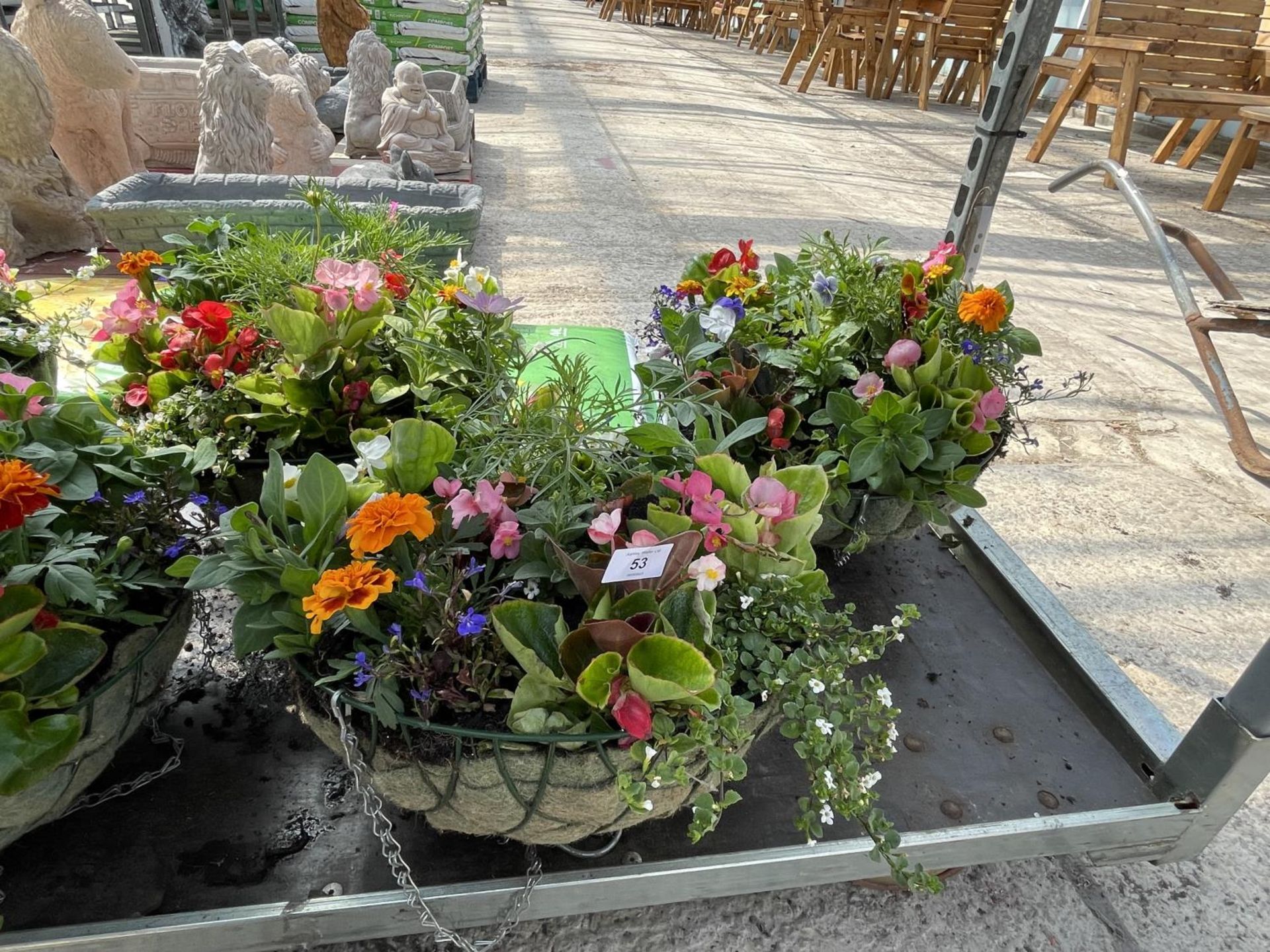 THREE WIRE HANGING BASKETS WITH MIXED BEDDING + VAT