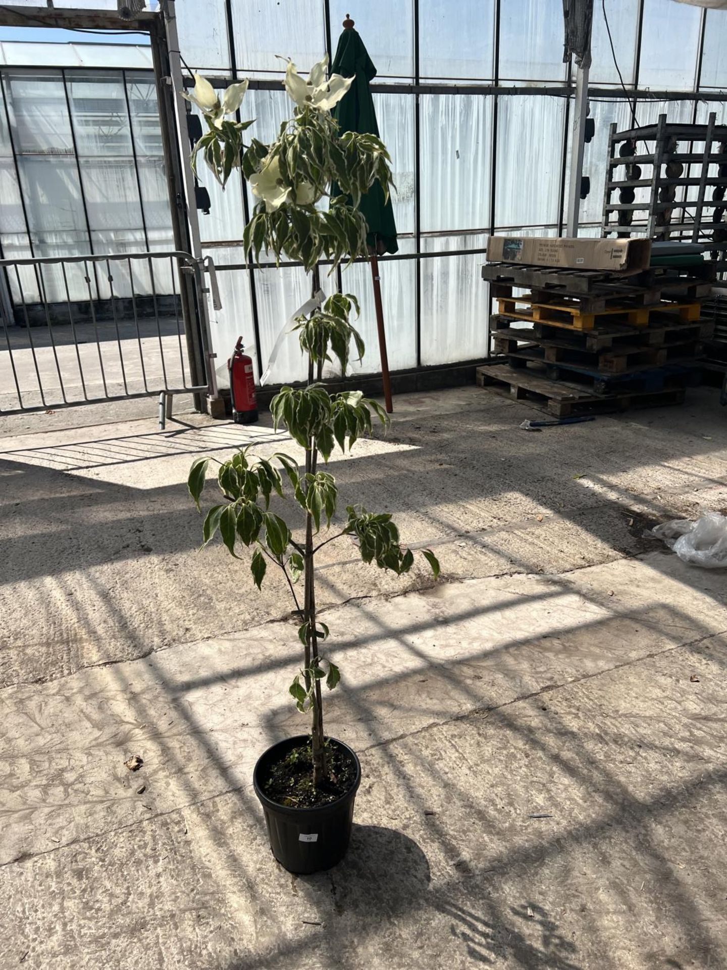 ONE CORNUS KOUSA TREE 'TERESA' + VAT