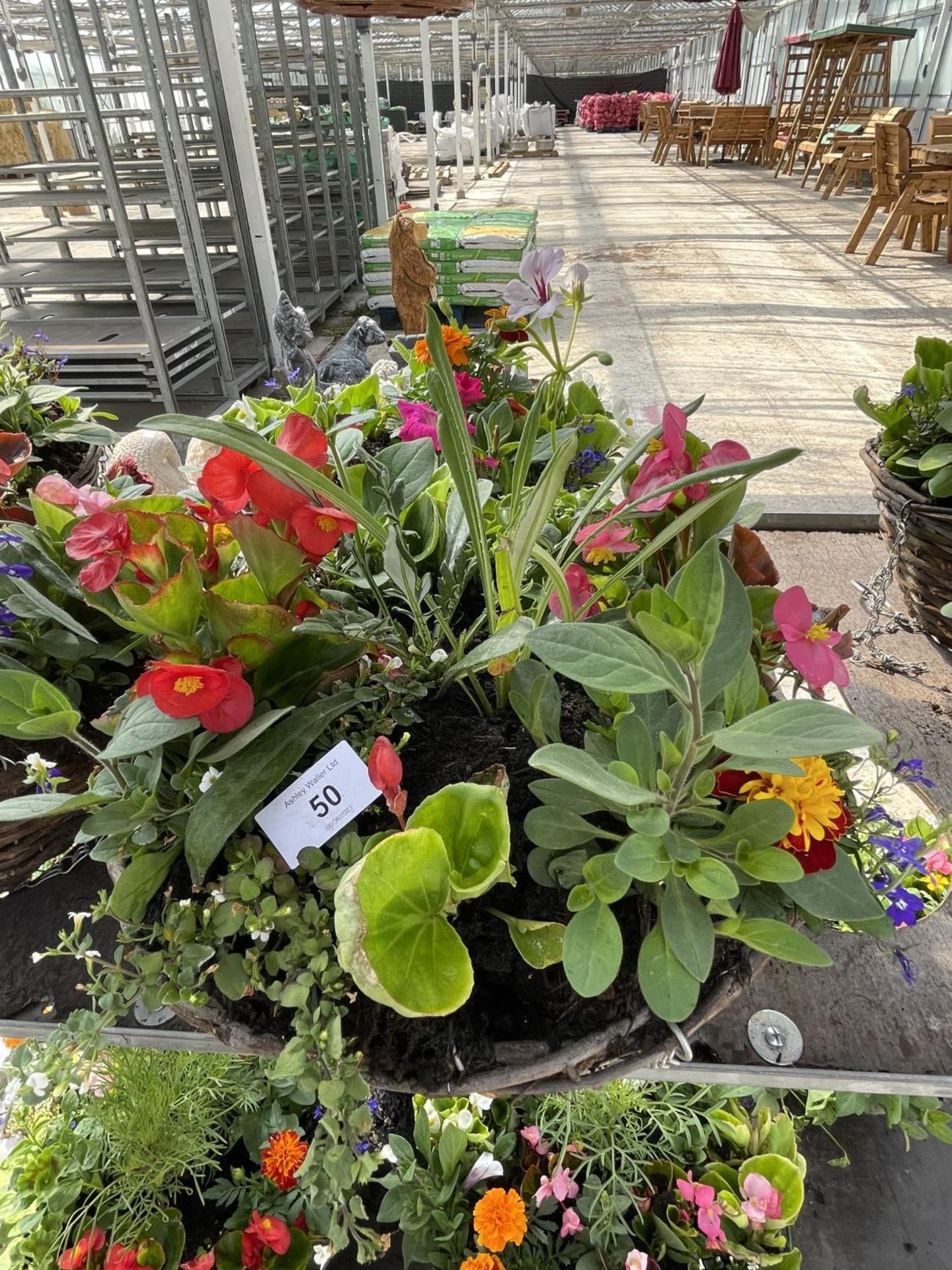 TWO WICKER HANGING BASKETS WITH MIXED BEDDING TWELVE INCH + VAT