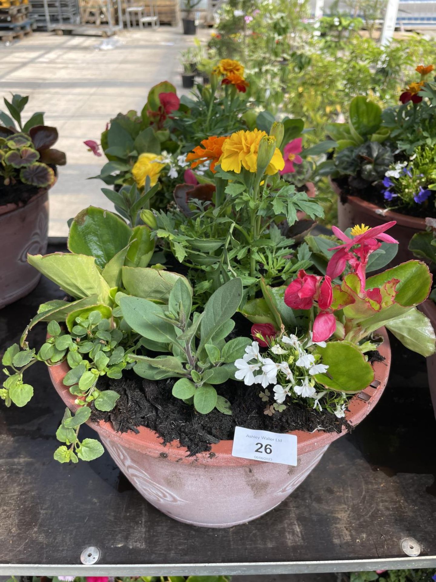 TWO PLANTERS MIXED BEDDING + VAT