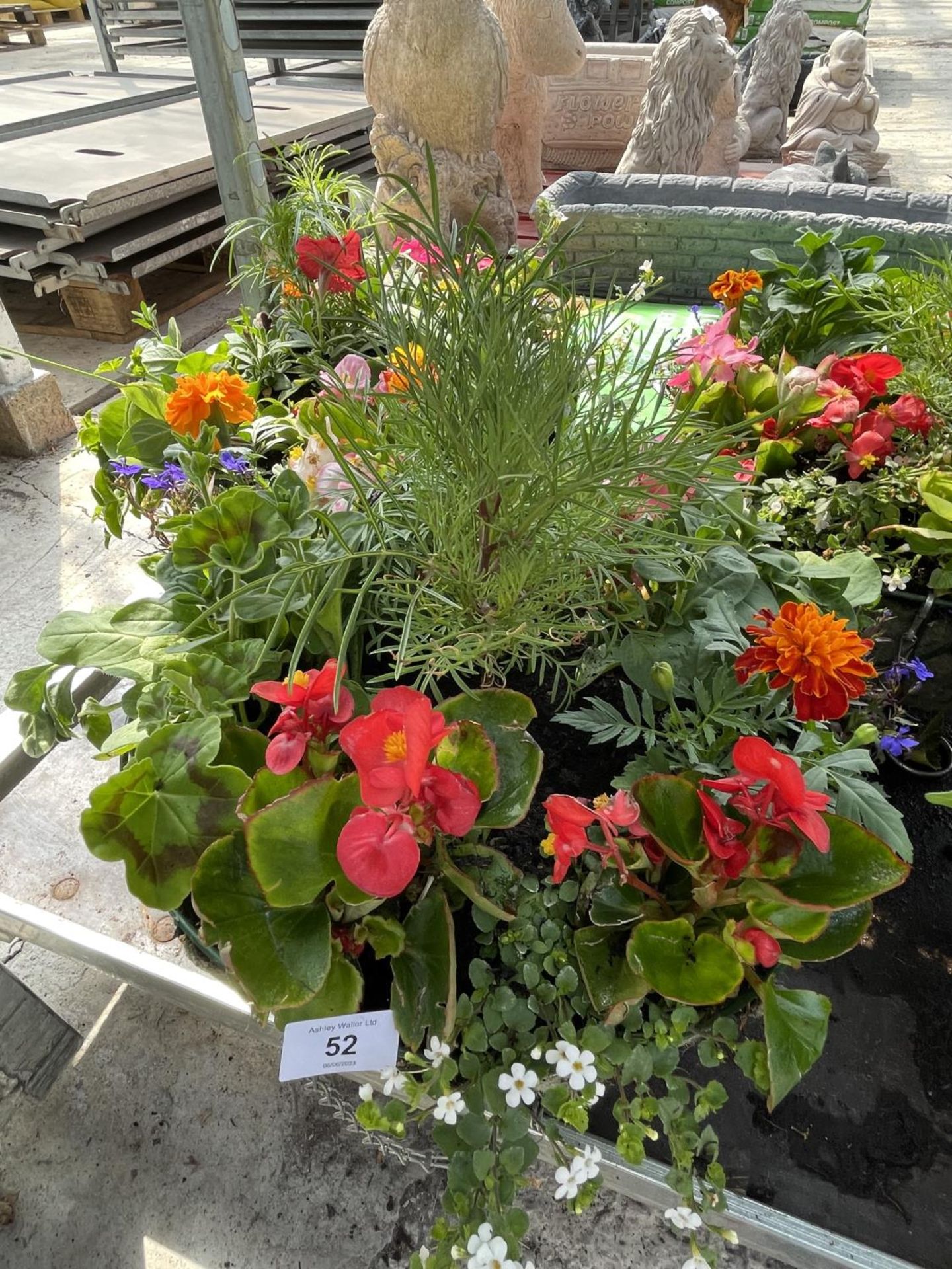 TWO WIRE HANGING BASKETS WITH MIXED BEDDING + VAT - Image 2 of 3