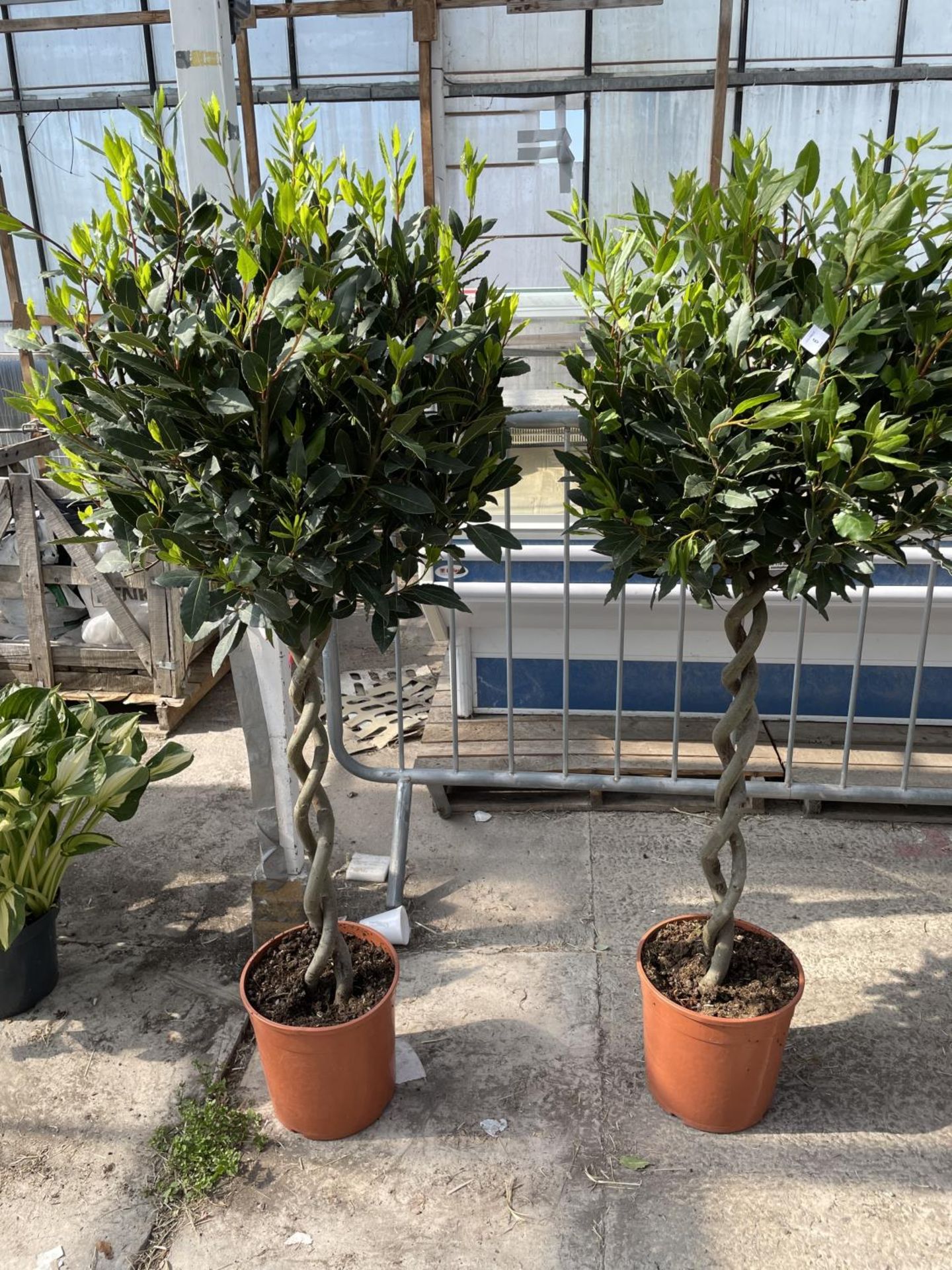 EIGHT LAURUS NOBILIS STANDARD BAY TREE WITH DOUBLE SPIRAL STEMS APPROX 145CM HIGH IN 7.5 LITRE