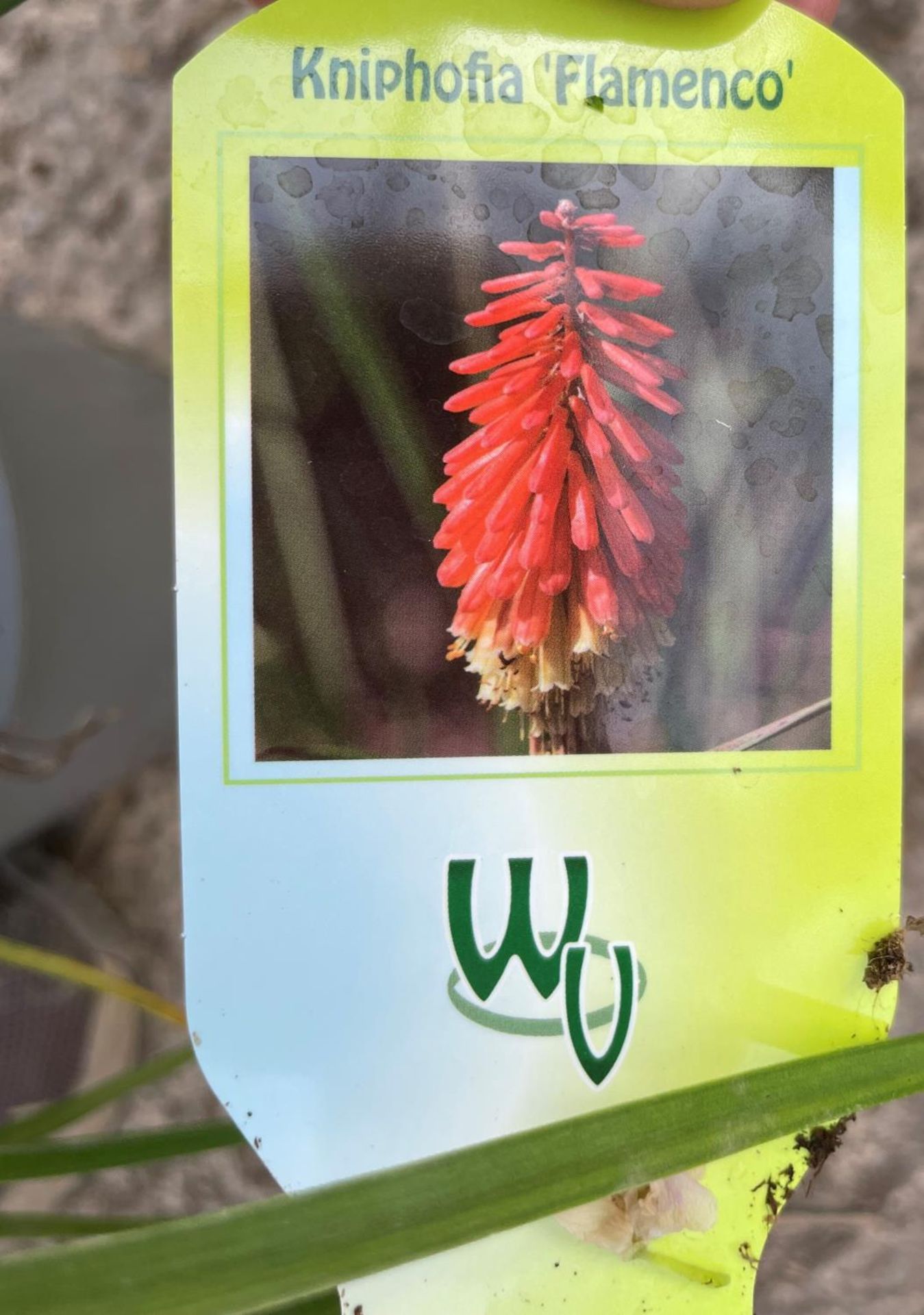 THREE KNIPHOFIA FLAMENCO RED HOT POKER PLANTS + VAT - Image 3 of 3