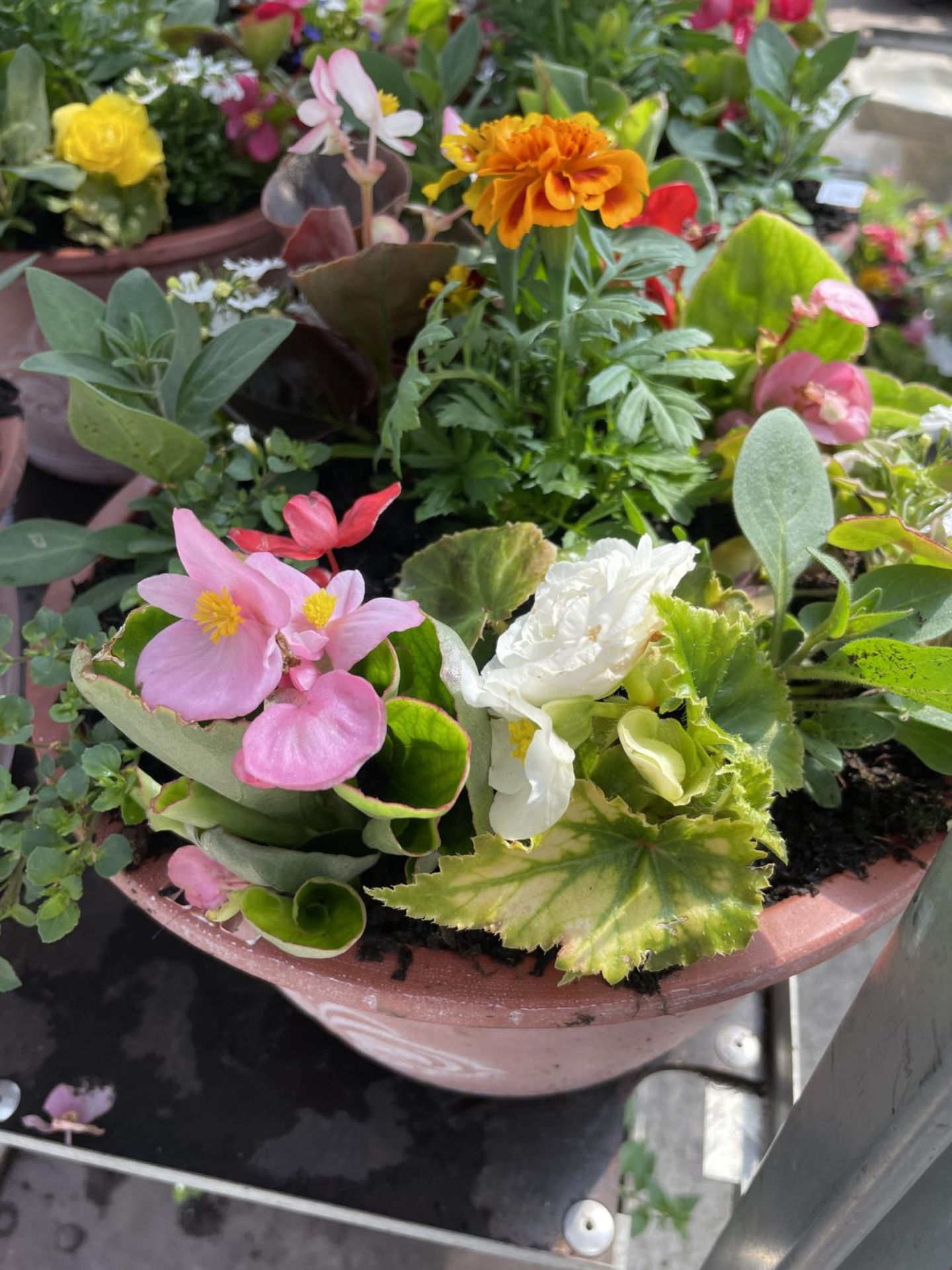 TWO PLANTERS WITH MIXED BEDDING + VAT - Image 3 of 3