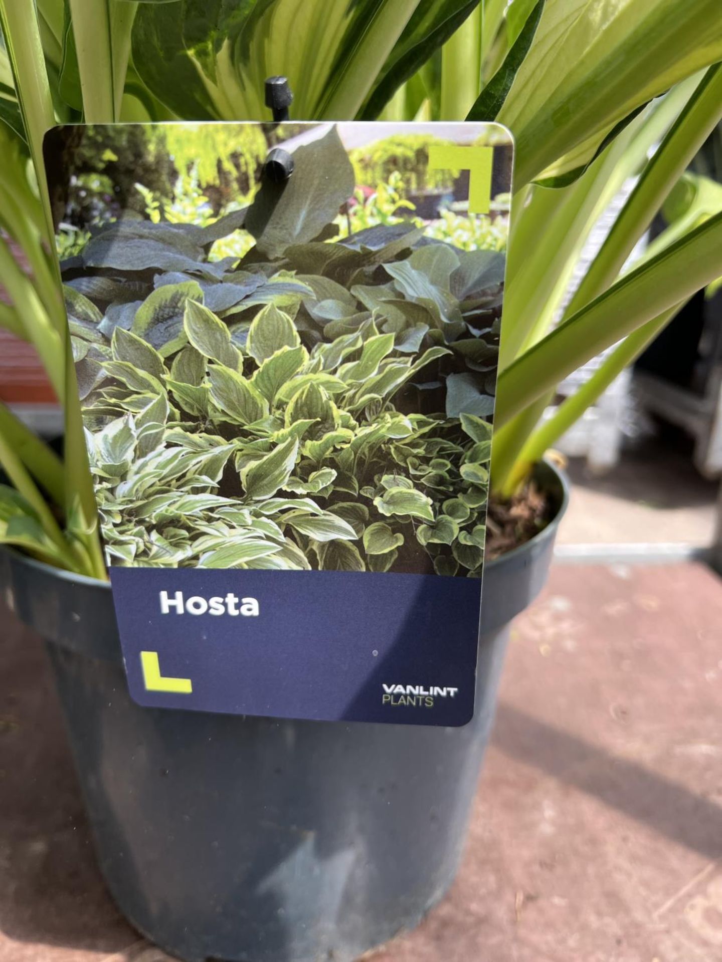 2 LARGE HOSTA APPROX 50CM HIGH + VAT - Image 2 of 2