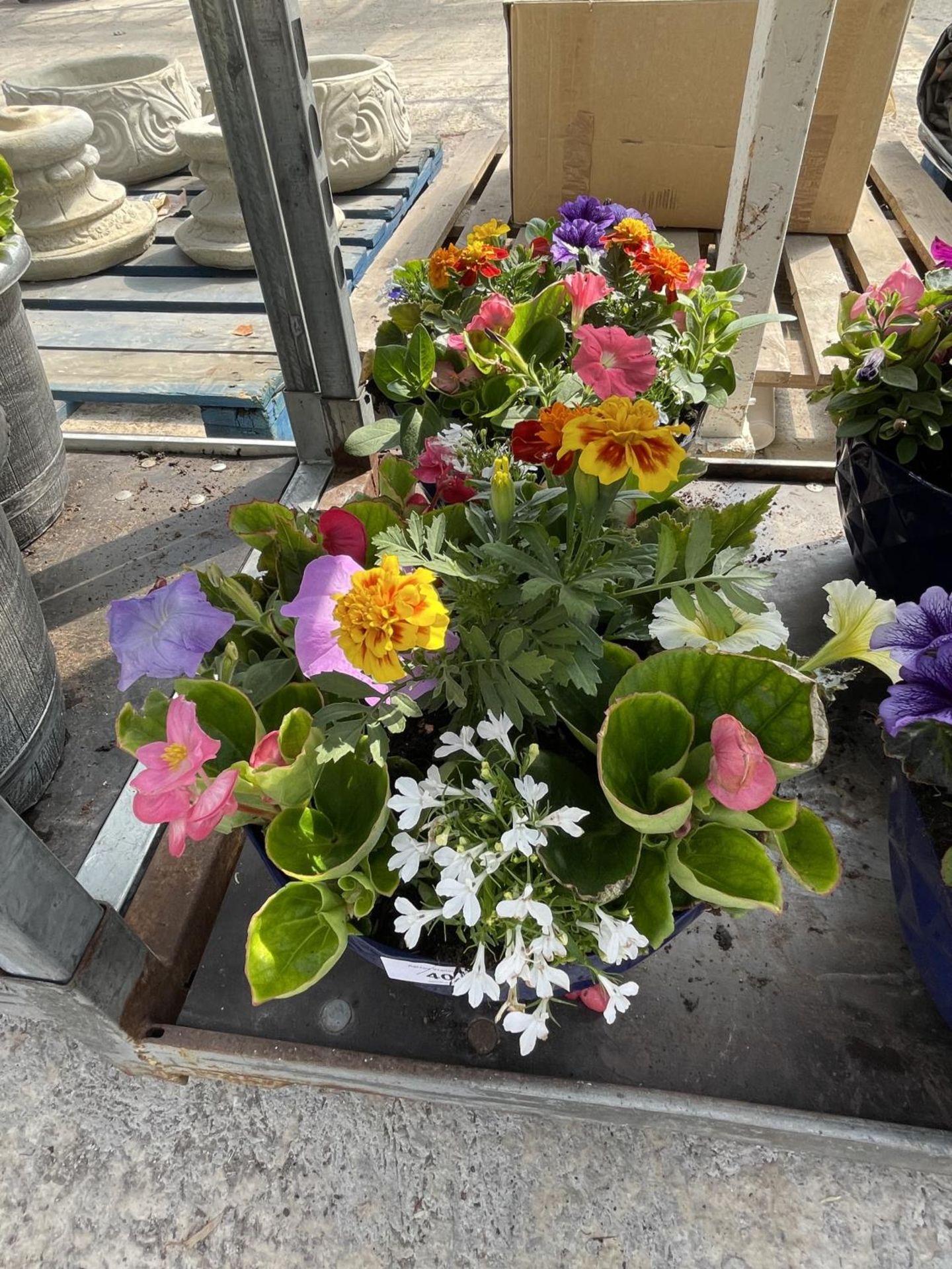 FOUR BLUE PLANTERS WITH MIXED BEDDING + VAT - Image 2 of 3