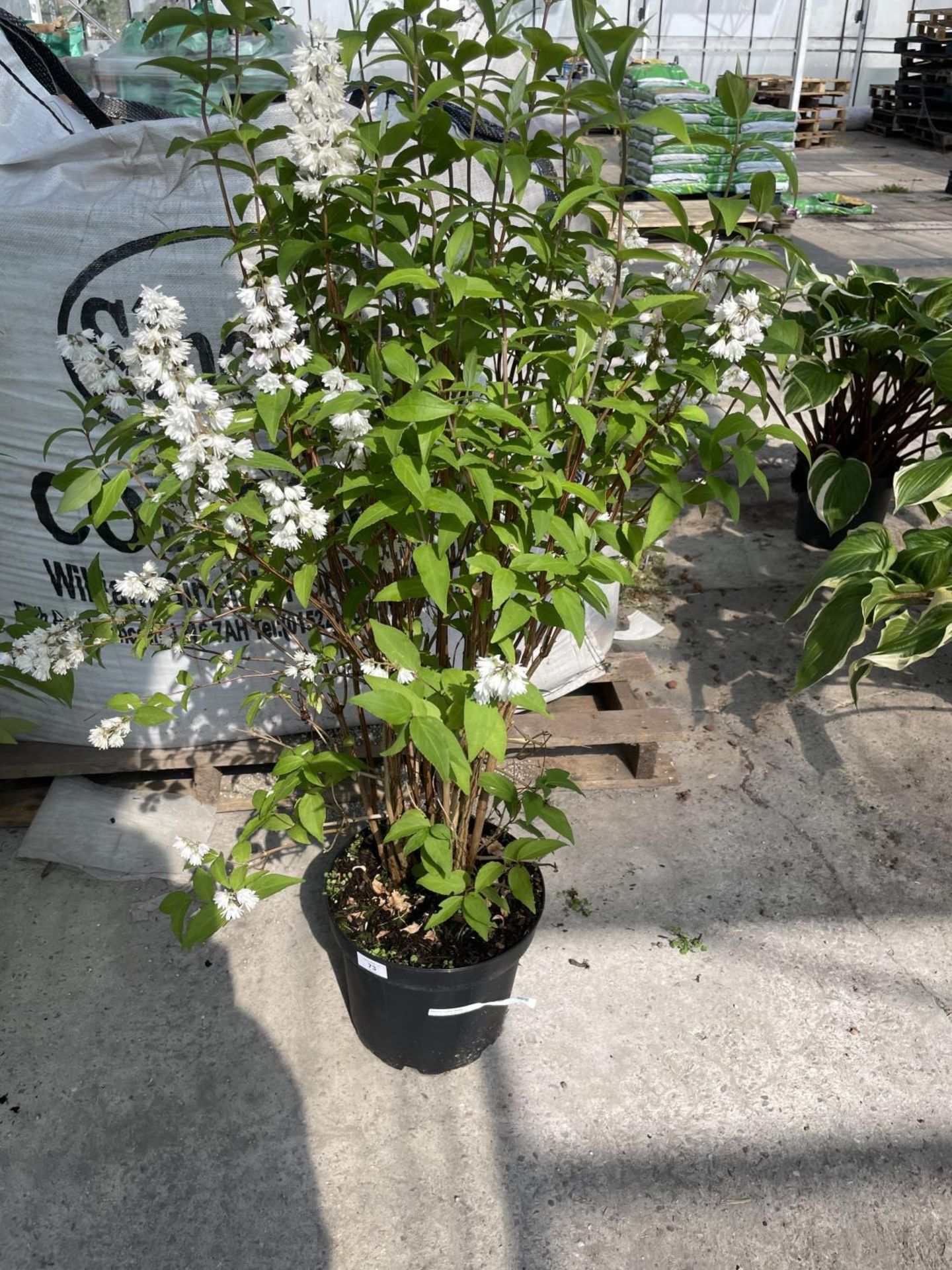 A LARGE DEUTZIA SCABRA PLENA + VAT