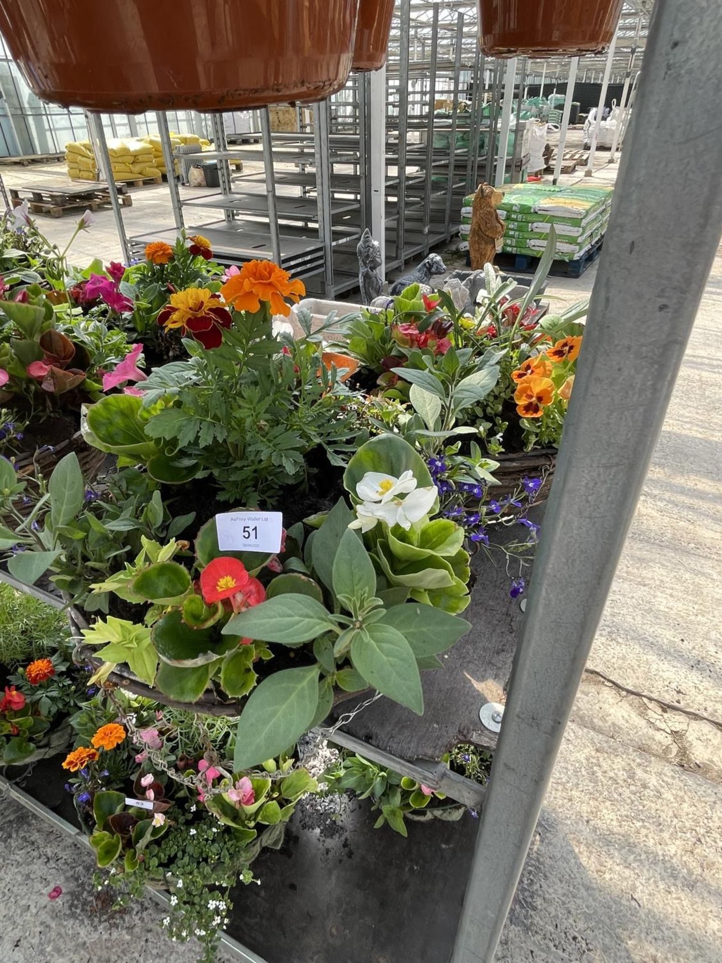 TWO WICKER HANGING BASKETS WITH MIXED BEDDING TWELVE INCH + VAT