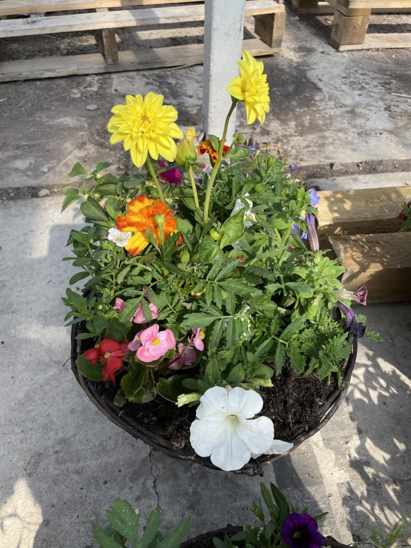 TWO WICKER HANGING BASKETS + VAT - Bild 3 aus 3