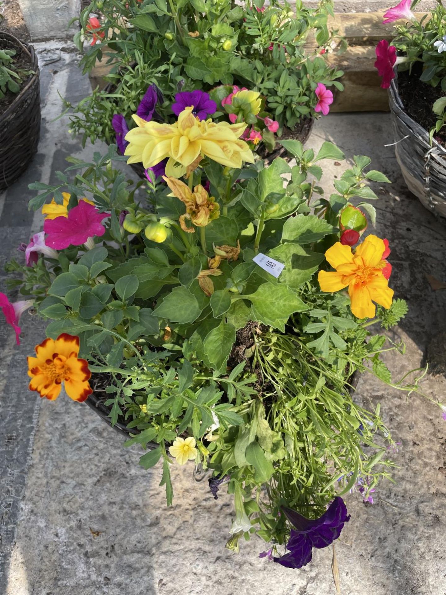 TWO WICKER HANGING BASKETS + VAT - Bild 2 aus 3