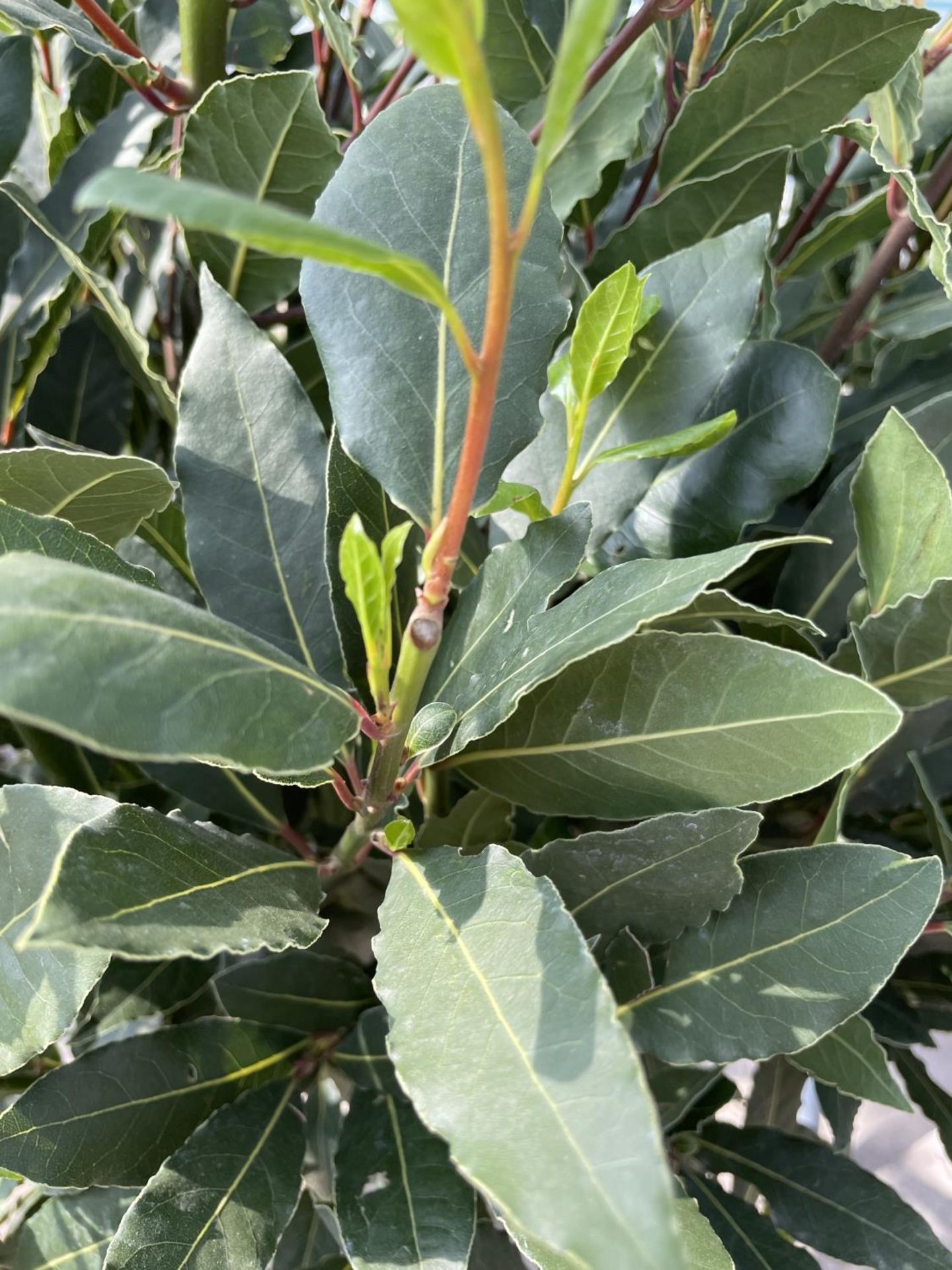 EIGHT LAURUS NOBILIS STANDARD BAY TREES WITH DOUBLE SPIRAL TWISTED STEMS APPROX 140CM HIGH IN A 7. - Image 2 of 3