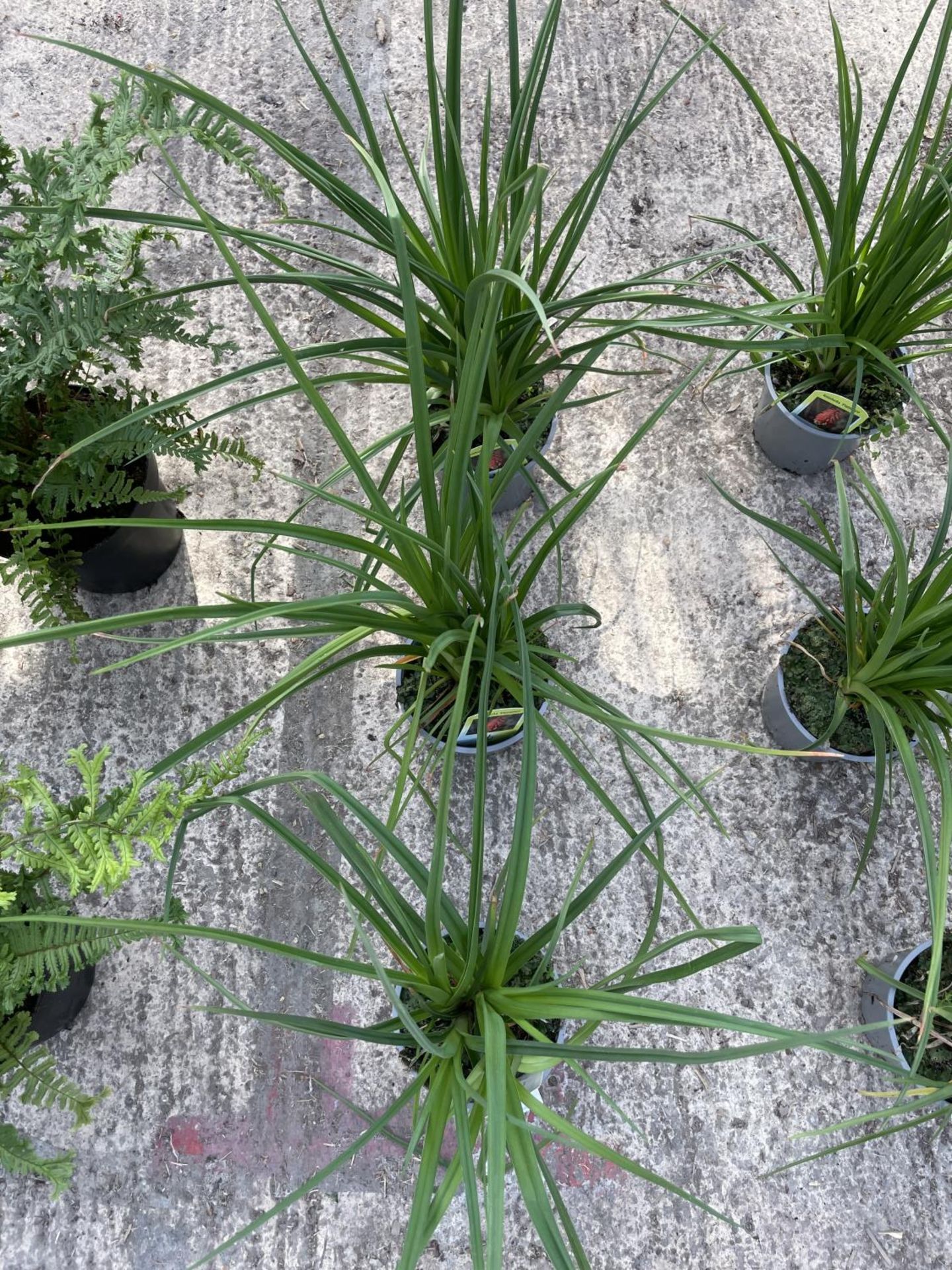 THREE KNIPHOFIA FLAMENCO RED HOT POKER PLANTS + VAT