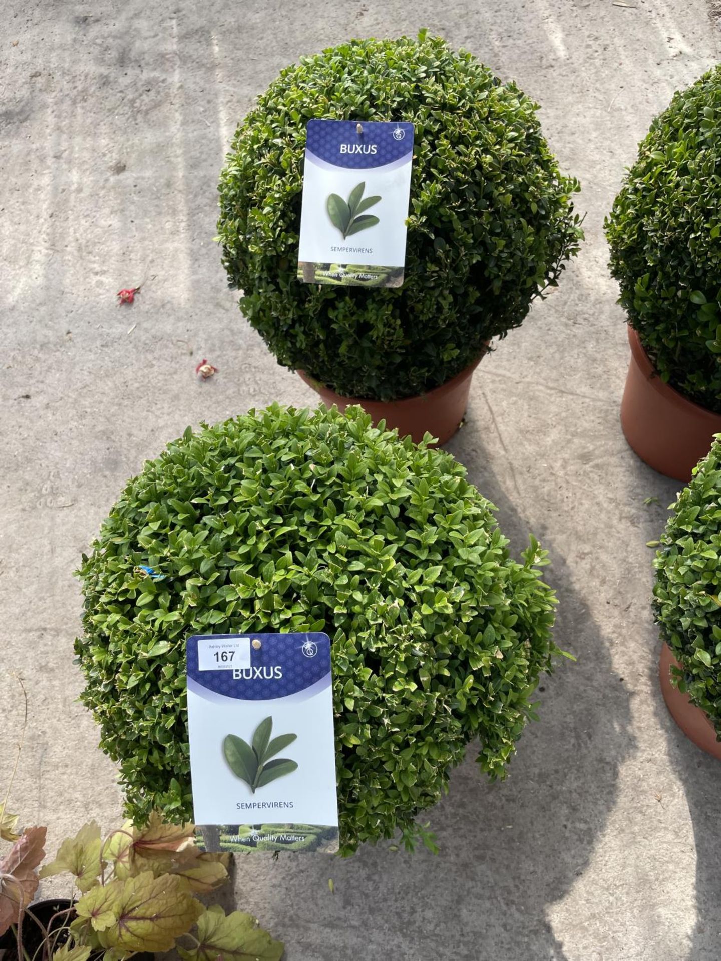TWO BOX (BUXUS SEMPERVIRENS) BALLS 40+ IN 12 LTR POTS
