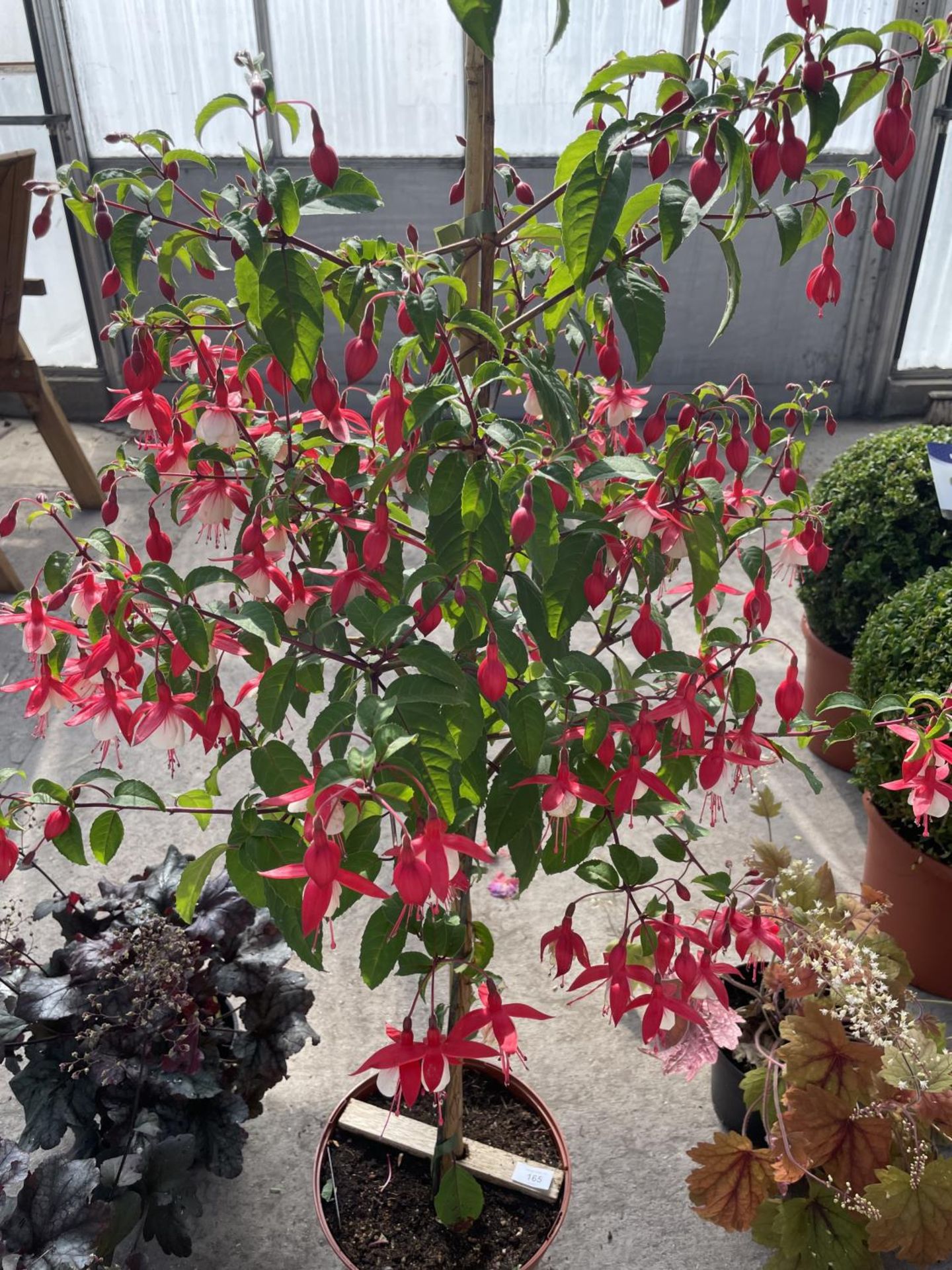 A STANDARD BUSH FUCHSIA ICE CAP + VAT - Image 2 of 4