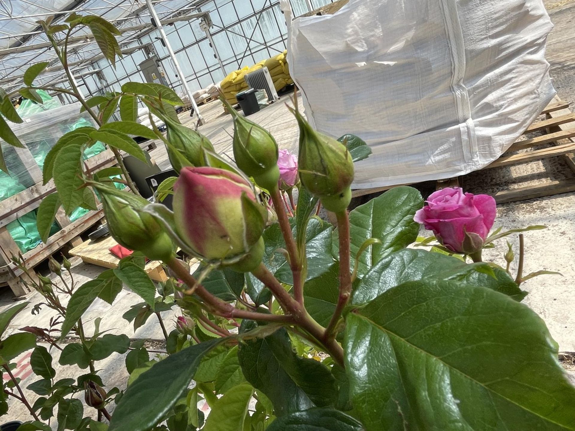 FOUR LABELLED H T ROSES + VAT - Image 4 of 4