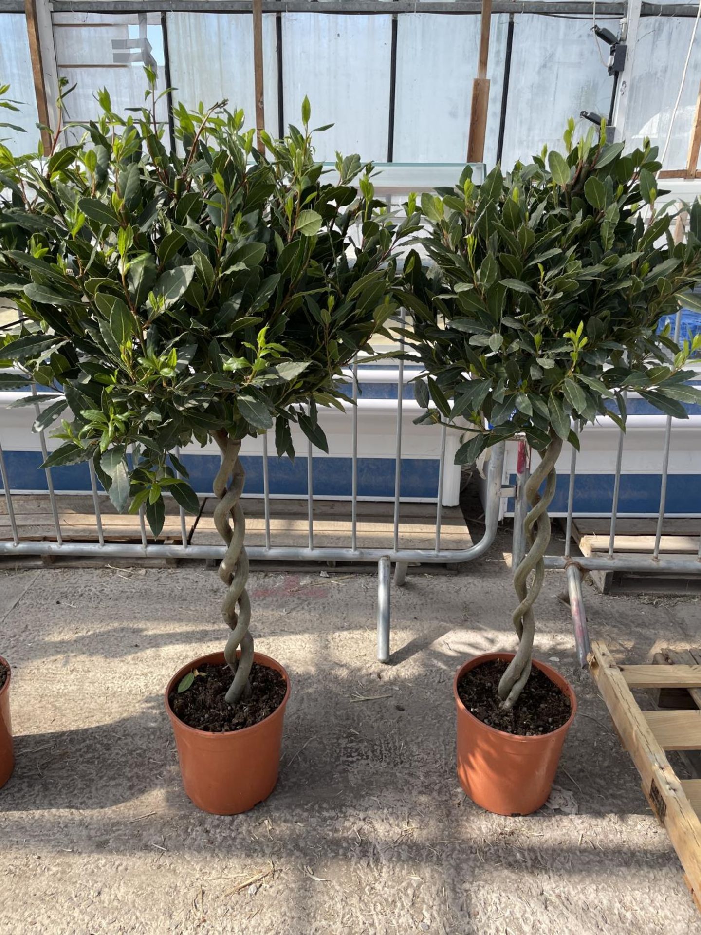 EIGHT LAURUS NOBILIS STANDARD BAY TREES WITH DOUBLE SPIRAL TWISTED STEMS APPROX 140CM HIGH IN A 7.