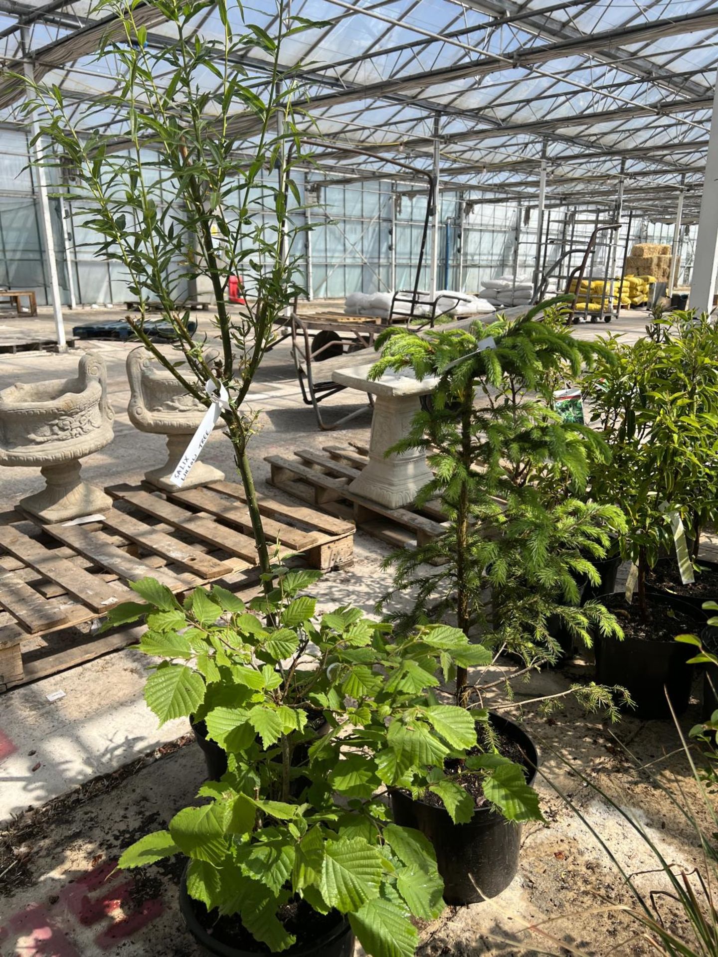 THREE MIXED TREES IN POTS + VAT