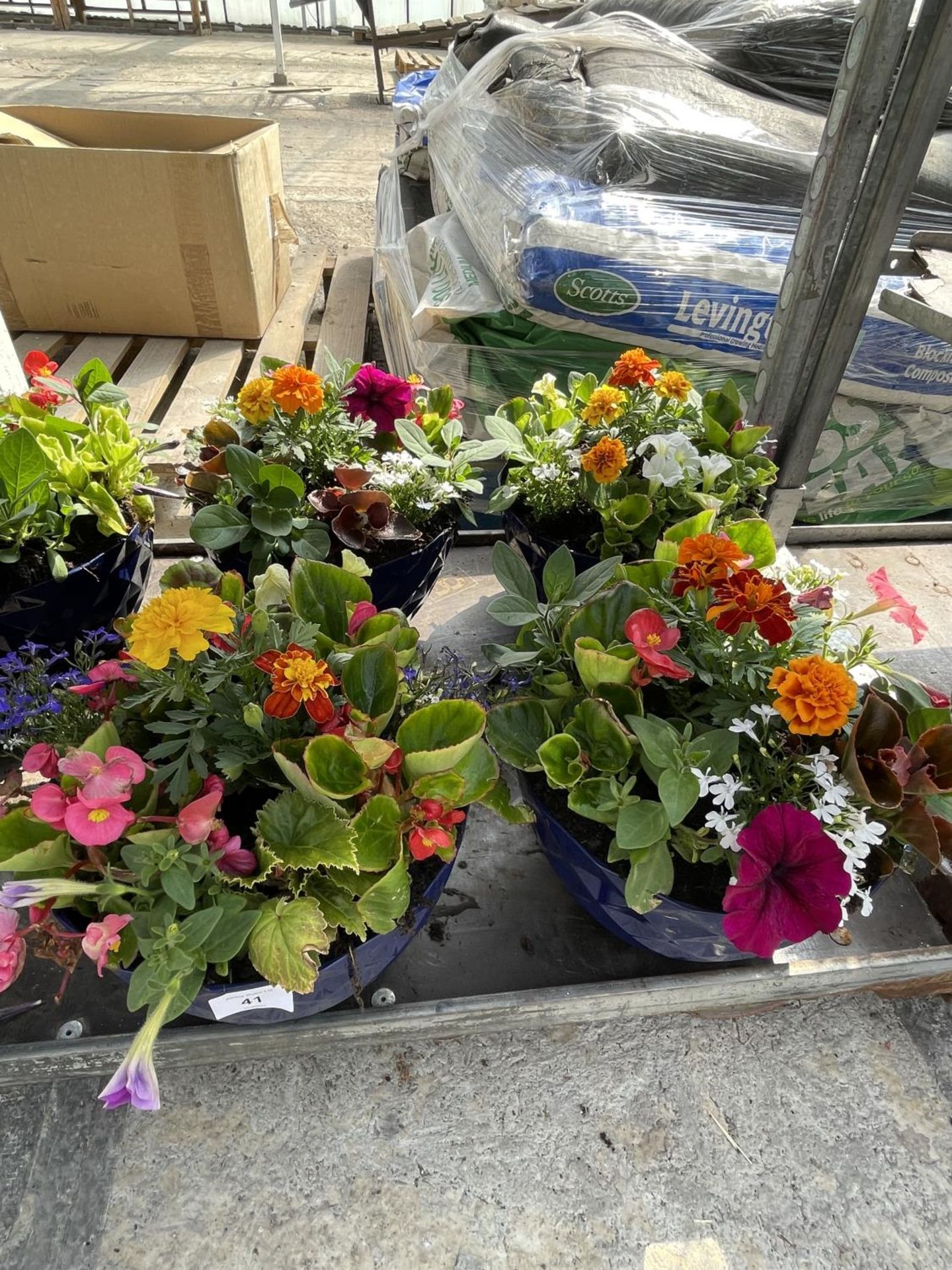 FOUR BLUE PLANTERS WITH MIXED BEDDING + VAT