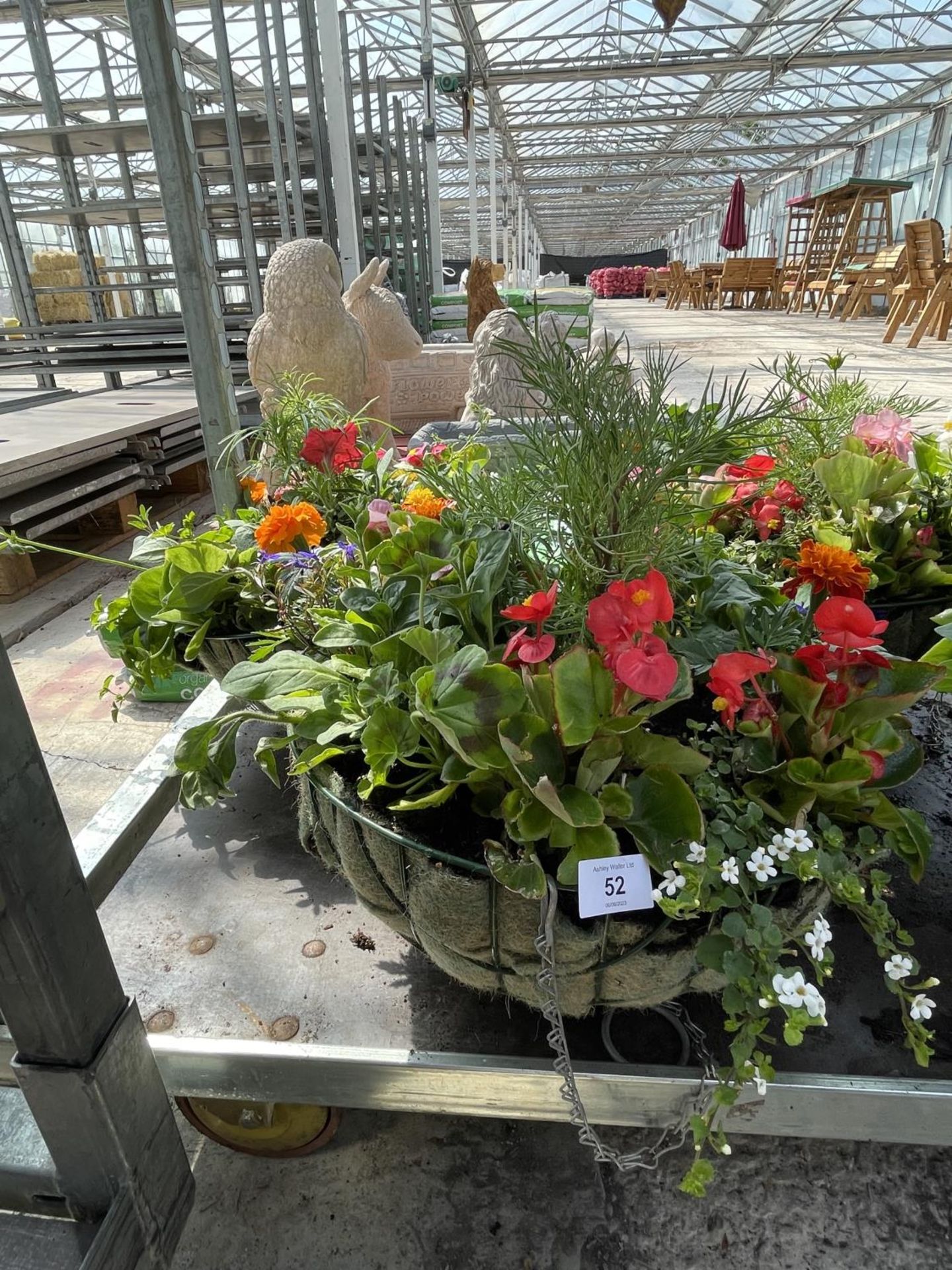 TWO WIRE HANGING BASKETS WITH MIXED BEDDING + VAT