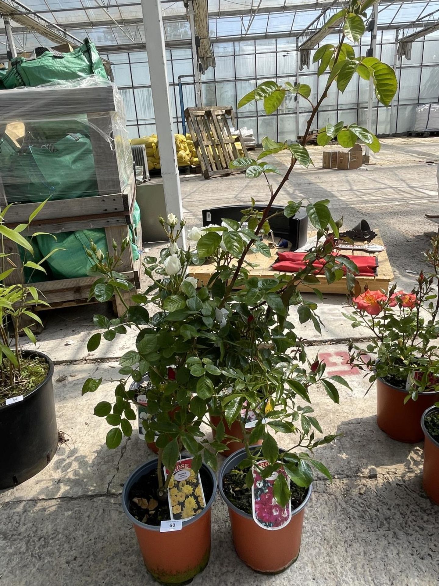 FOUR LABELLED CLIMBING ROSES + VAT