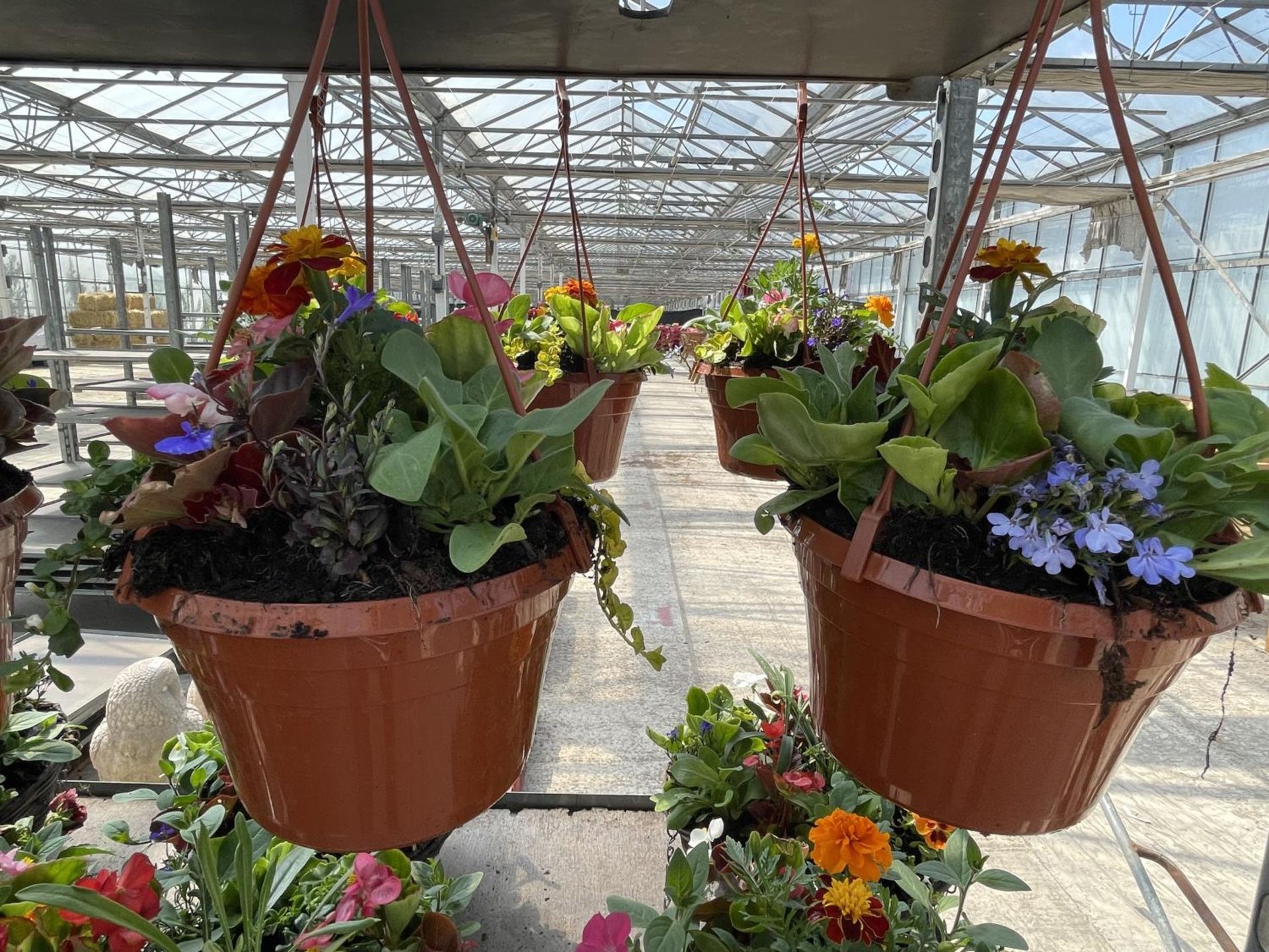 FOUR HANGING POTS WITH MIXED BEDDING + VAT - Image 3 of 3