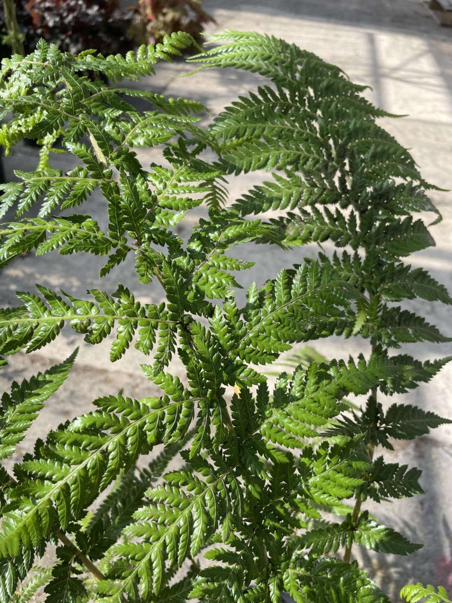 A LARGE DICKSONIA ANTARTICA TASMANIAN TREE FERN IN A 7 LTR POT + VAT - Bild 2 aus 3