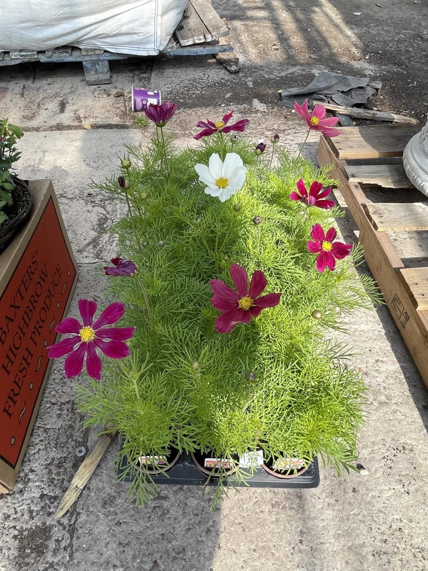 FIFTEEN POTS OF MIXED COLOUR COSMOS PLANTS + VAT