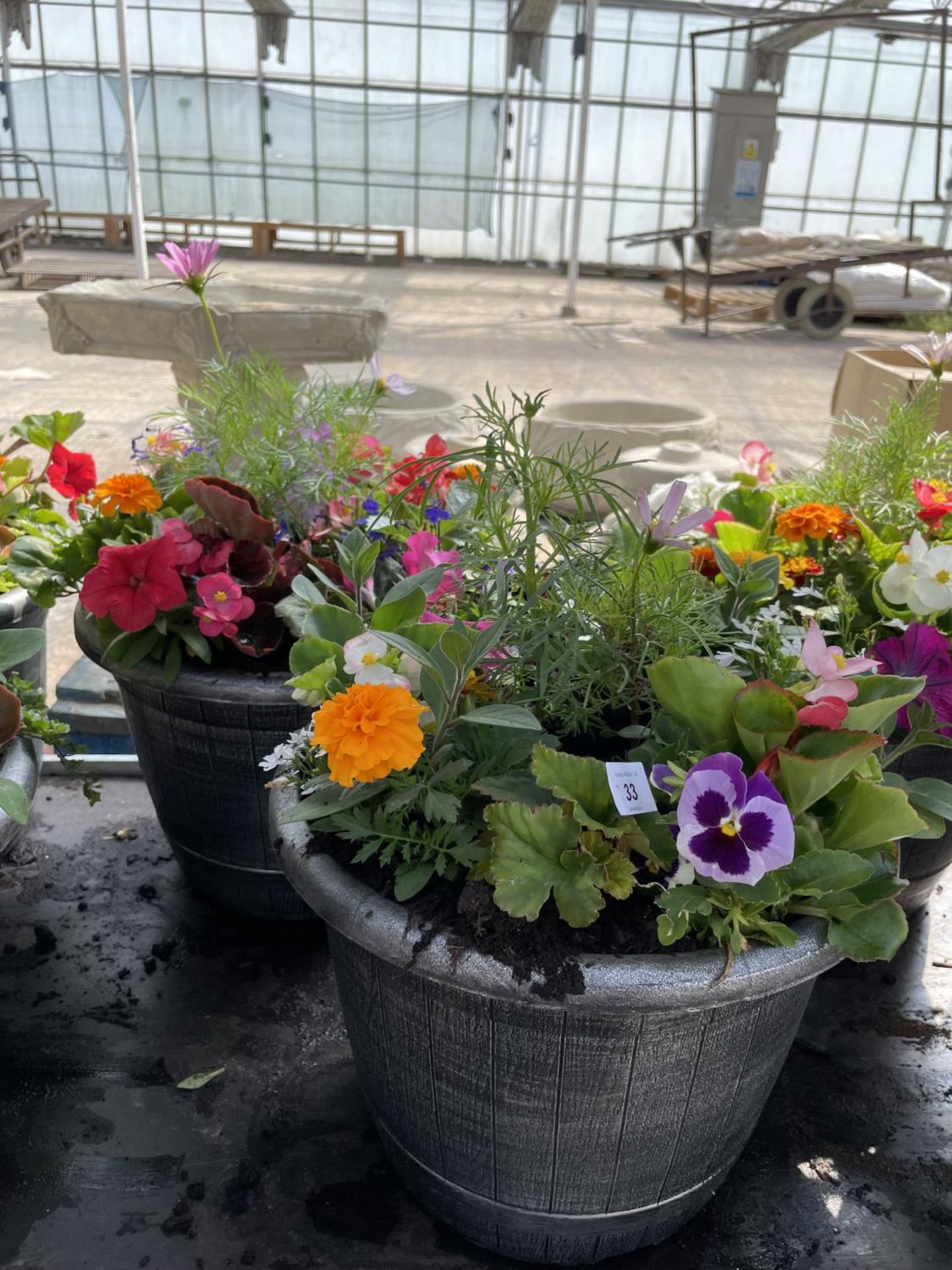 TWO BARREL PLANTERS WITH MIXED BEDDING + VAT