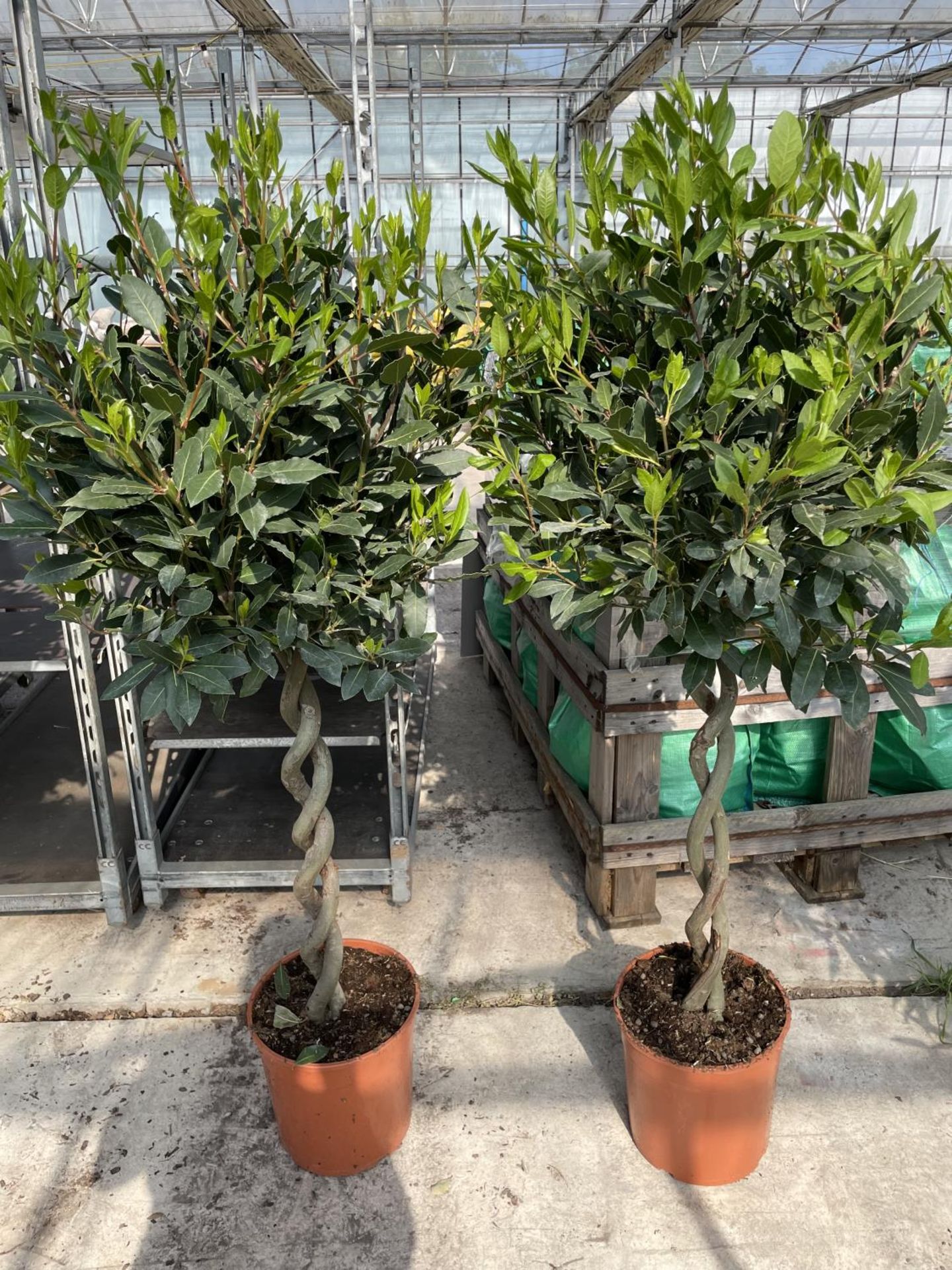 EIGHT LAURUS NOBILIS STANDARD DOUBLE SPIRAL BAY TREES IN 7.5 LTR POTS + VAT