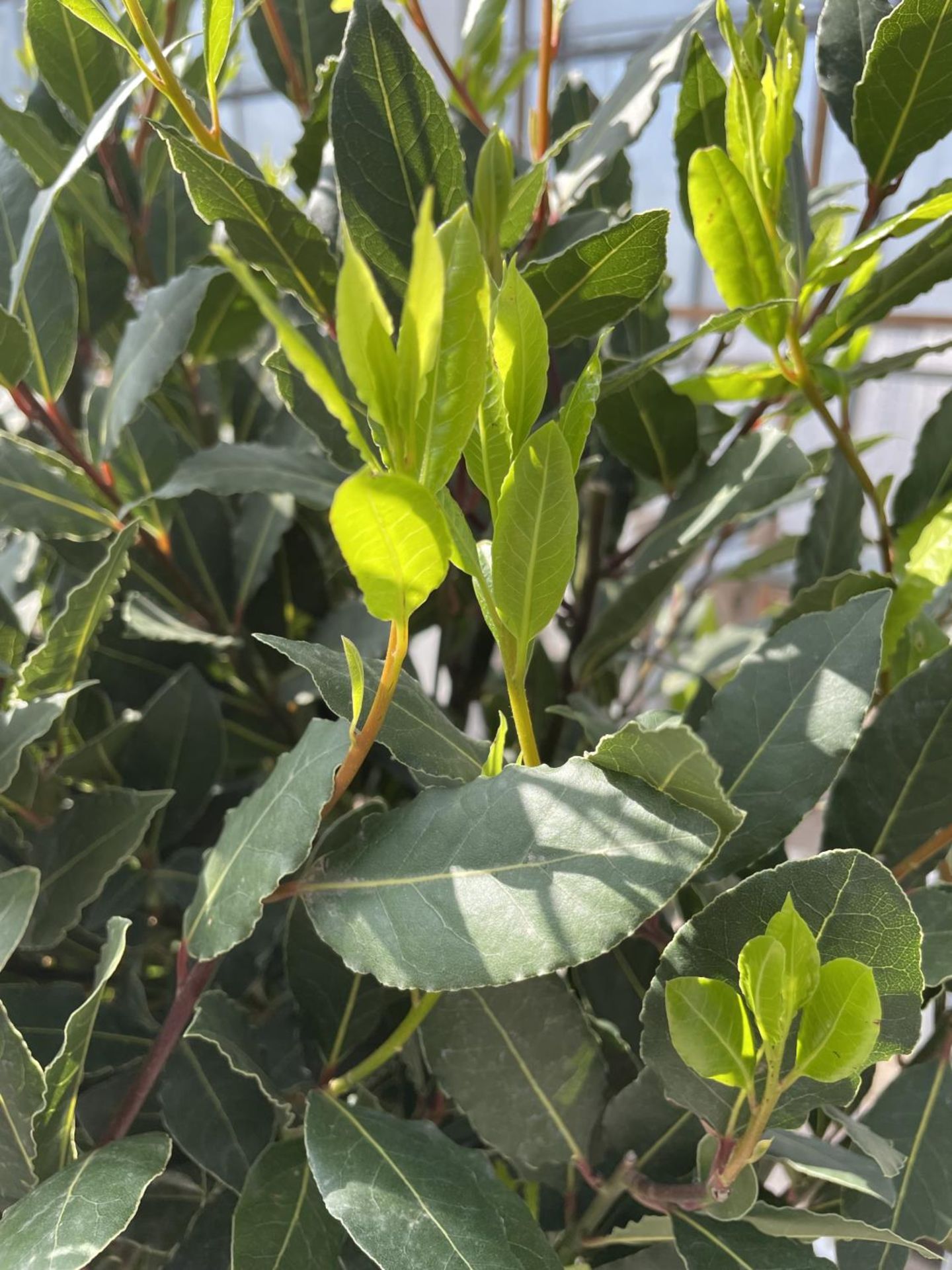 EIGHT LAURUS NOBILIS STANDARD BAY TREE WITH DOUBLE SPIRAL STEMS APPROX 145CM HIGH IN 7.5 LITRE - Image 2 of 3