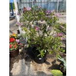 TWO DECIDUOUS RHODODENRON POTS + VAT