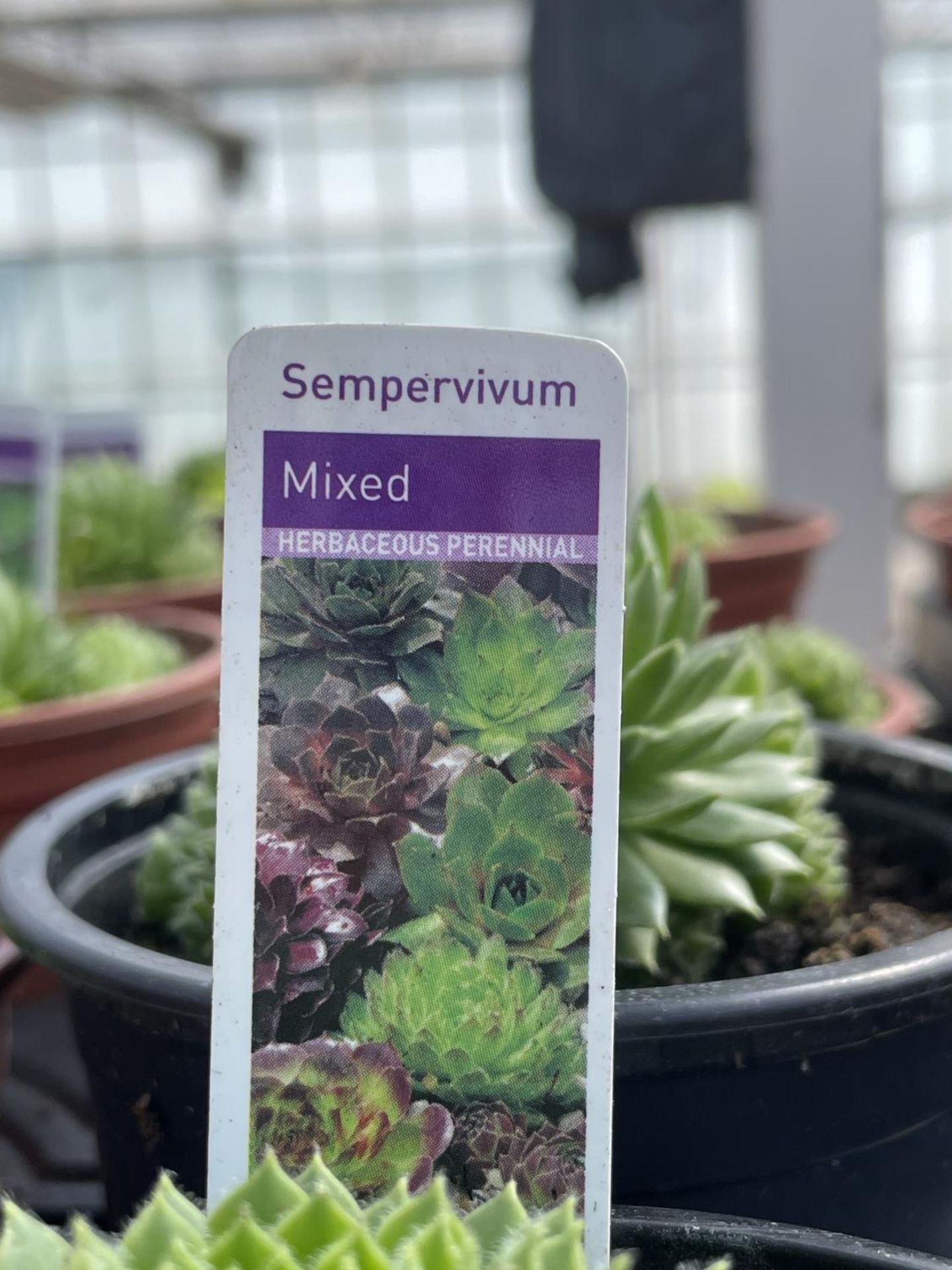 FIFTEEN SEMPERVIVUM MIXED 'HOUSE LEEKS' + VAT - Image 3 of 3