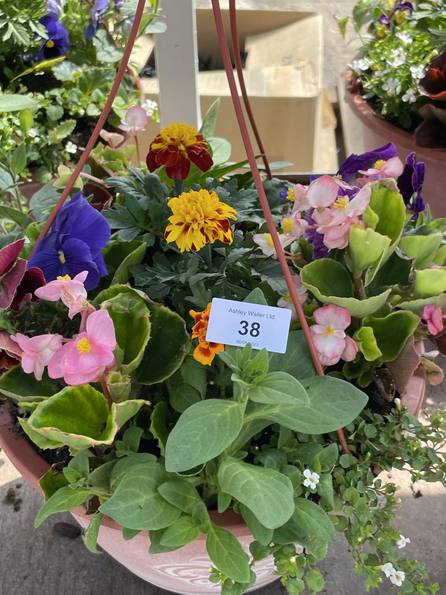 TWO PLASTIC HANGING BASKETS MIXED BEDDING + VAT - Image 2 of 3