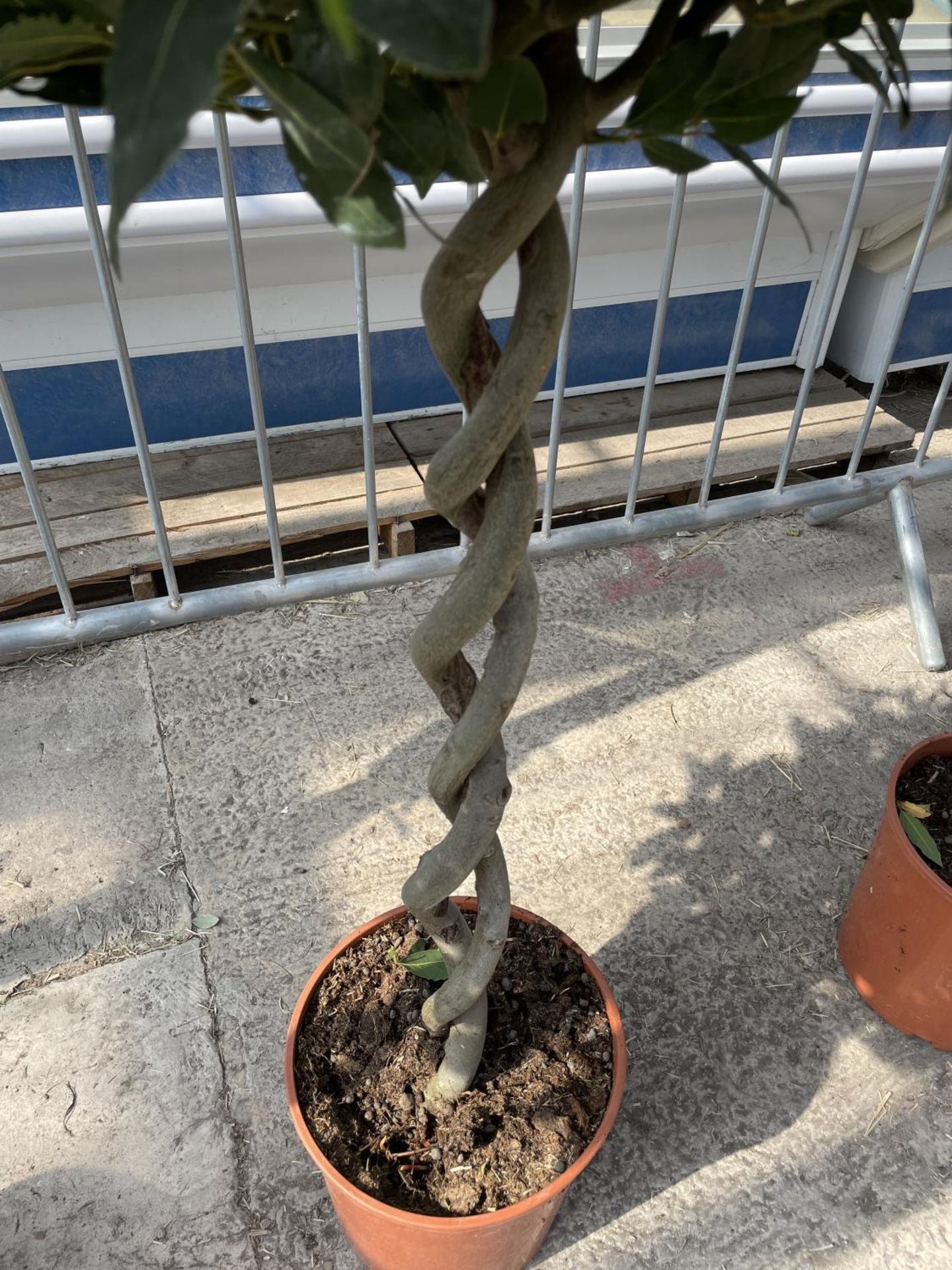 EIGHT LAURUS NOBILIS STANDARD BAY TREE WITH DOUBLE SPIRAL STEMS APPROX 145CM HIGH IN 7.5 LITRE - Image 3 of 3