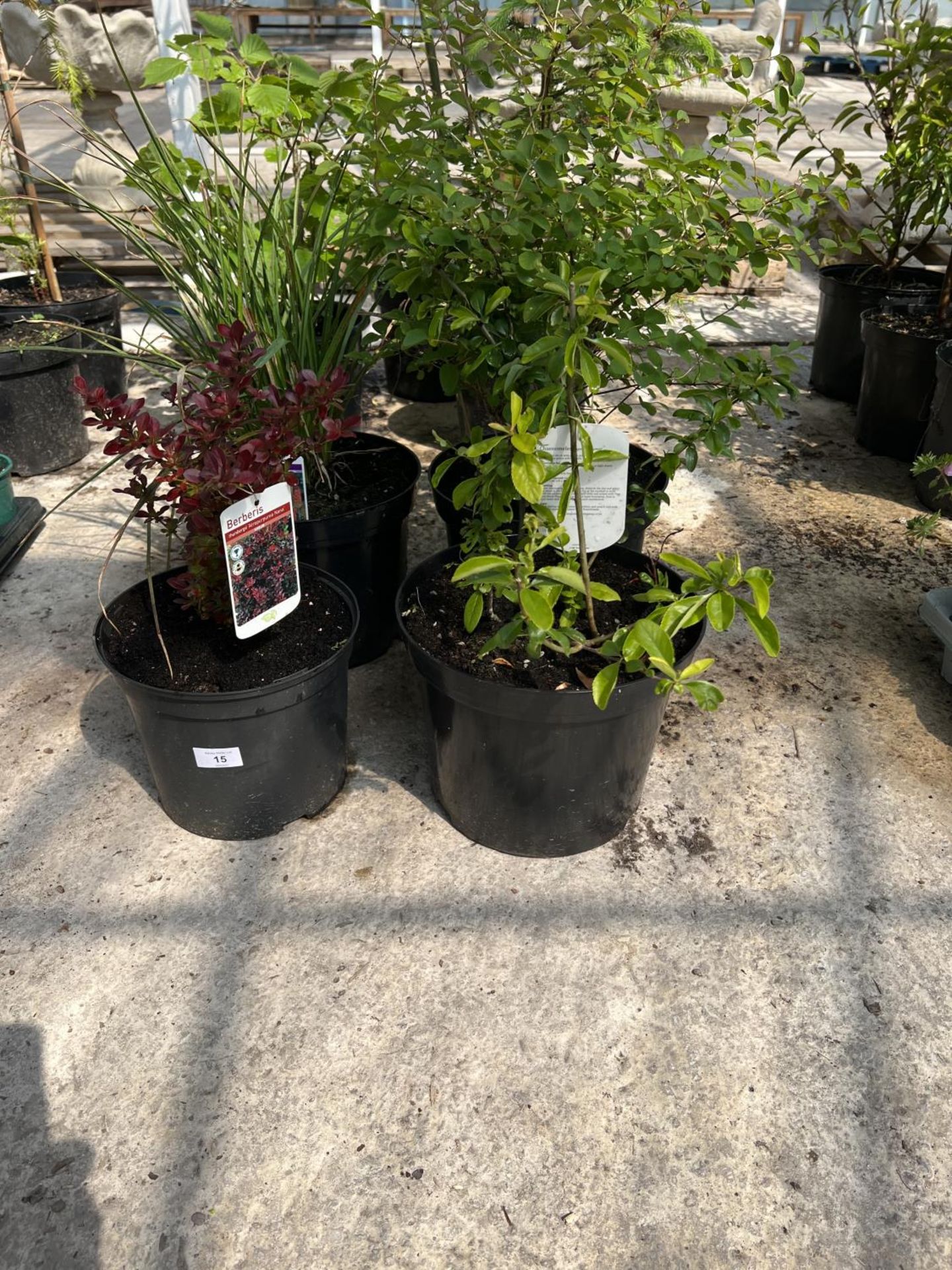 FOUR MIXED SHRUBS IN POTS + VAT