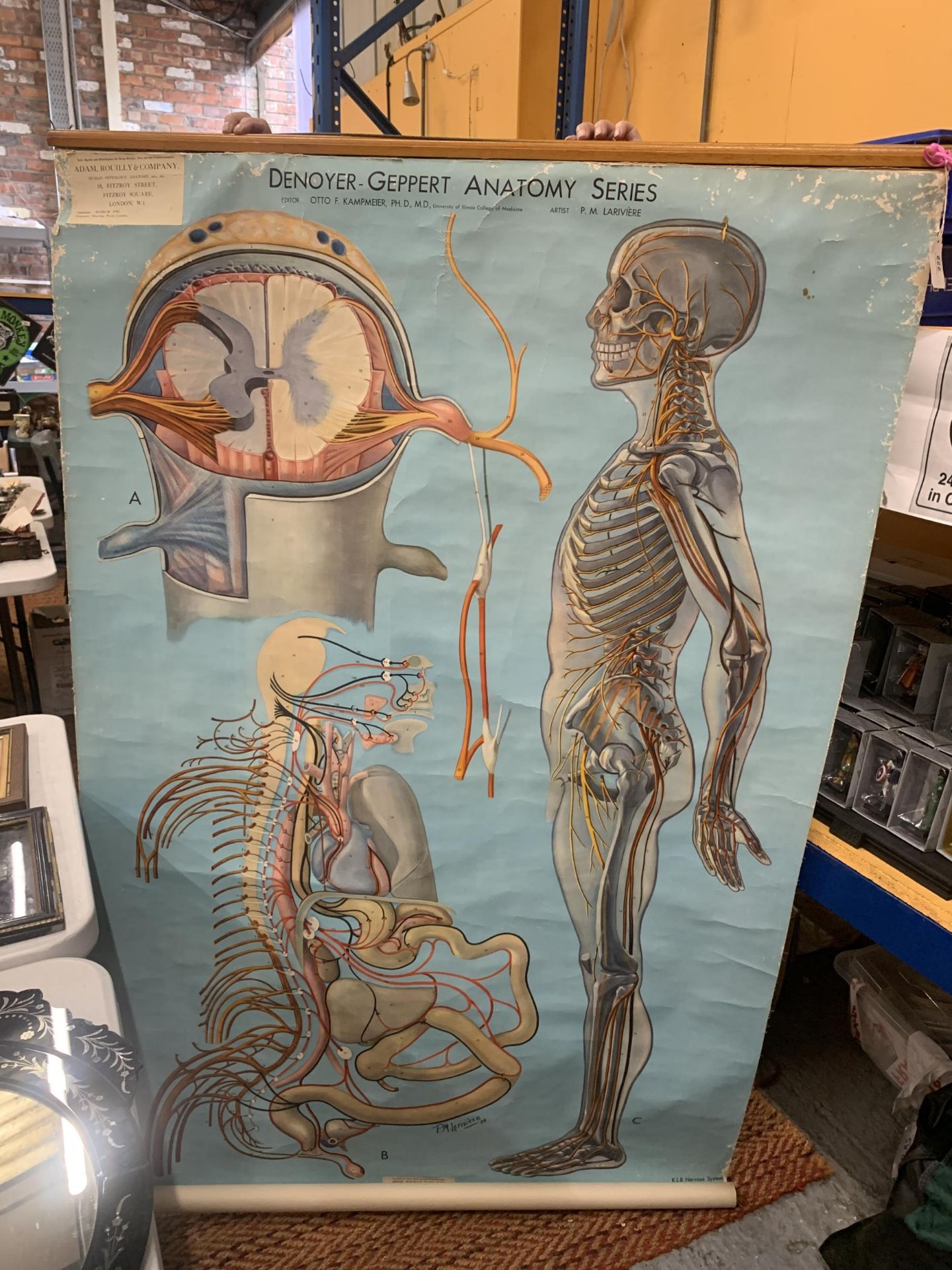 A 1948 MATERIAL CHART OF THE NERVOUS SYSTEM 106CM X 179CM