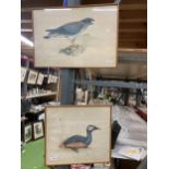 A PAIR OF FRAMED BIRD ENGRAVINGS, PENCIL SIGNED