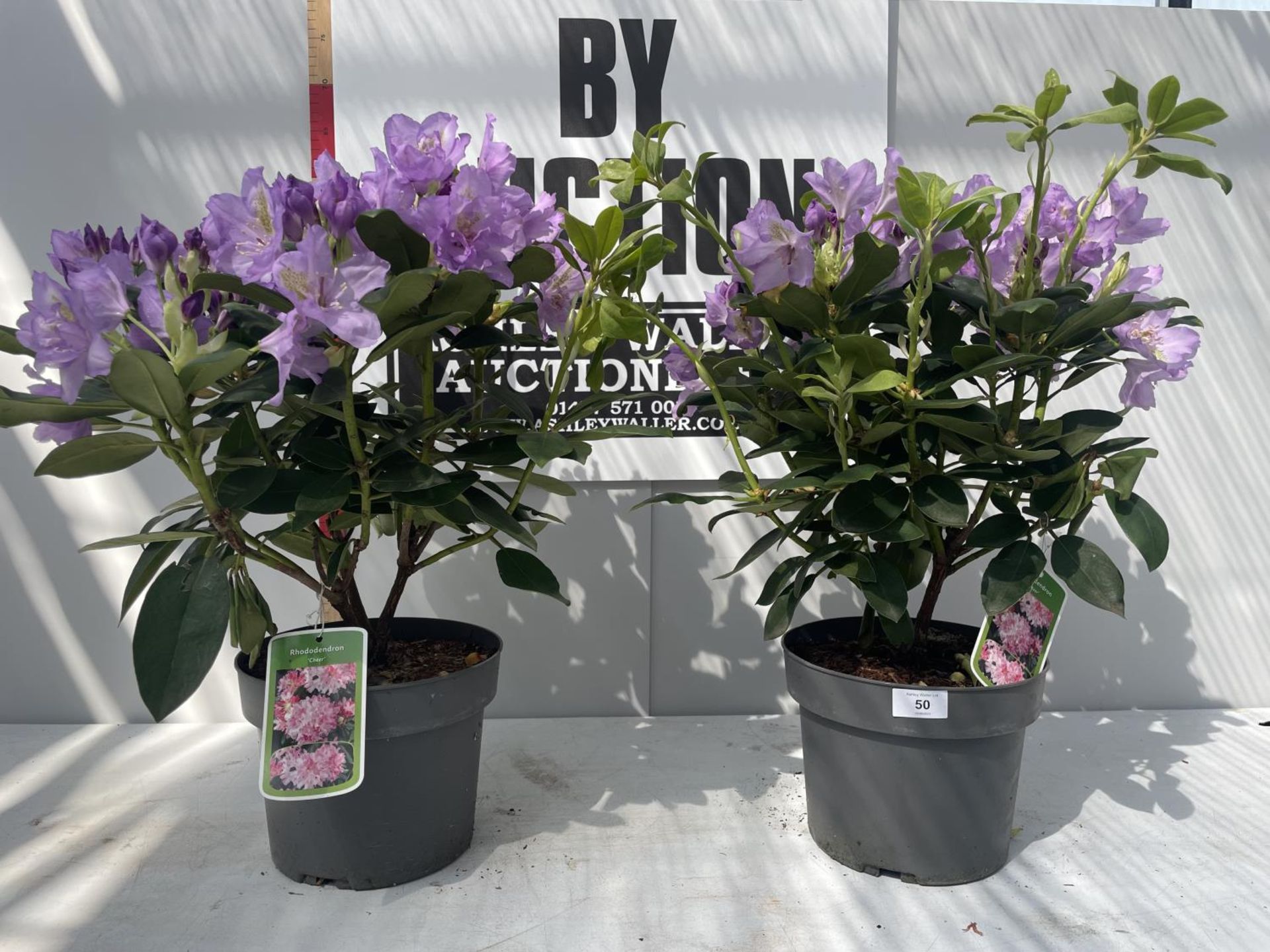 TWO PURPLE RHODODENDRONS 'CHEER' 60CM IN HEIGHT IN POTS PLUS VAT