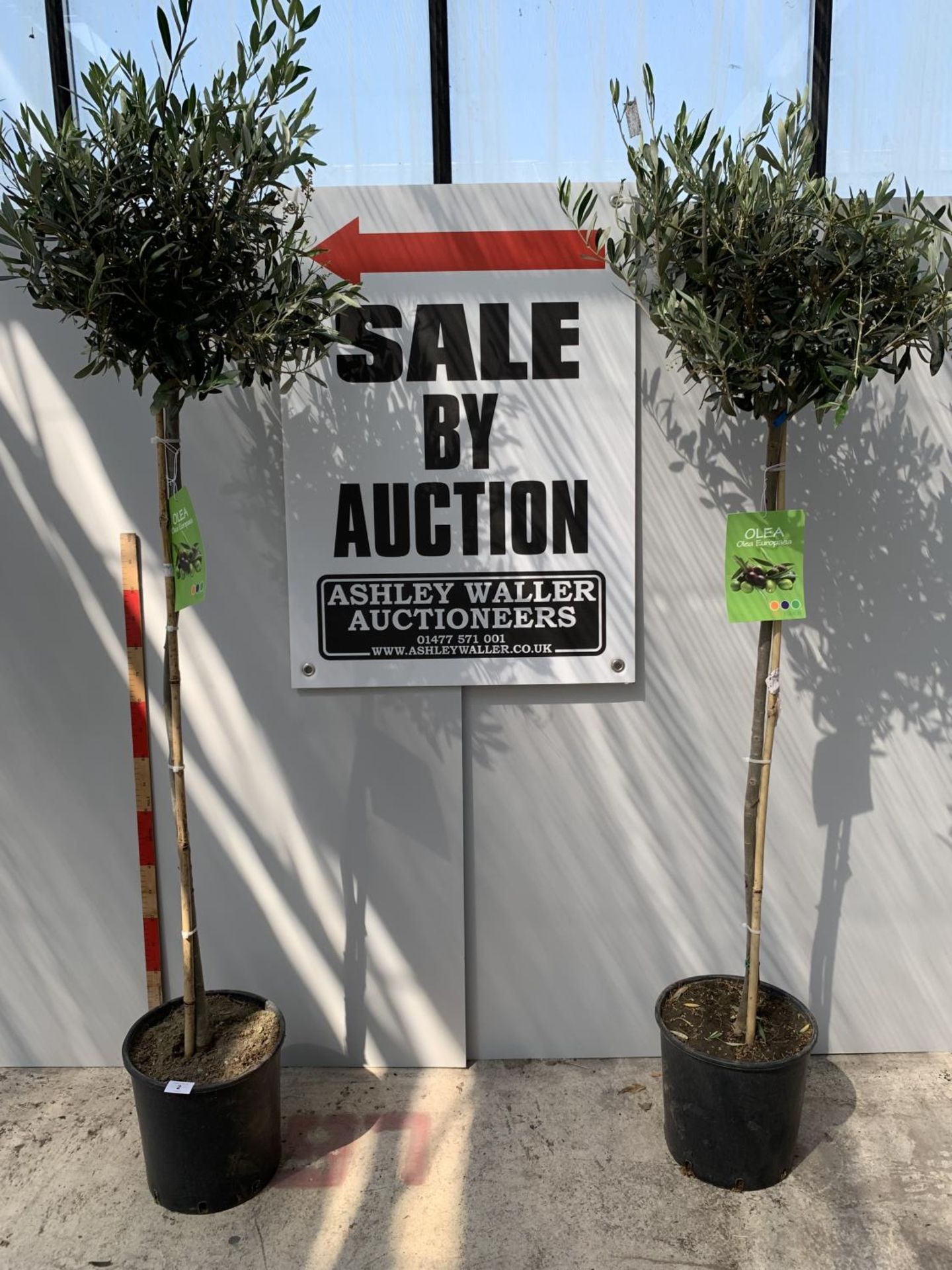 TWO STANDARD OLIVE TREES 160CM - 180CM TALL + VAT