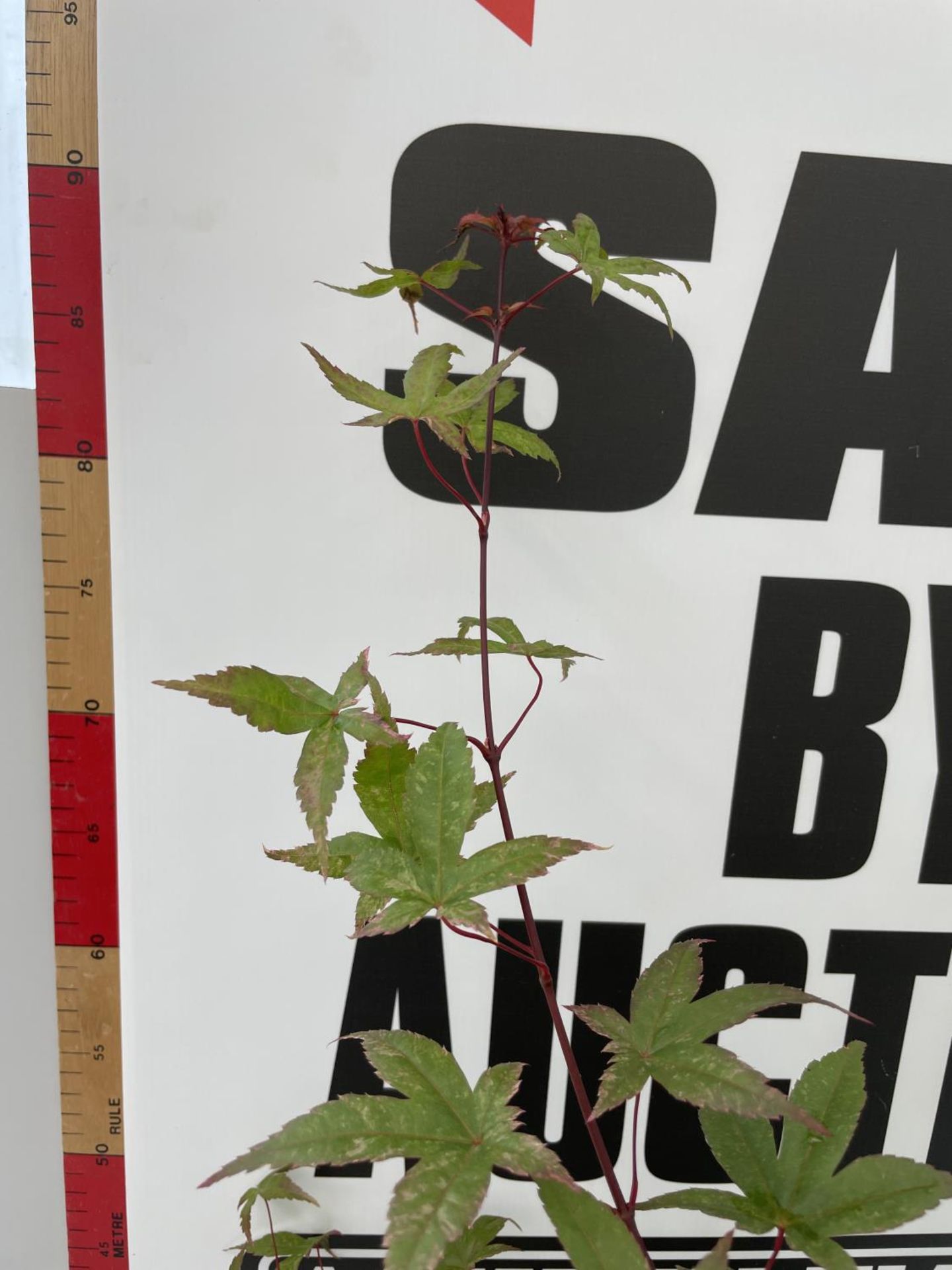 ONE ACER 'BENI MAIKO' IN TERRACOTTA POT (35CM DIAMETER POT) 90CM IN HEIGHT PLUS VAT - Image 2 of 3