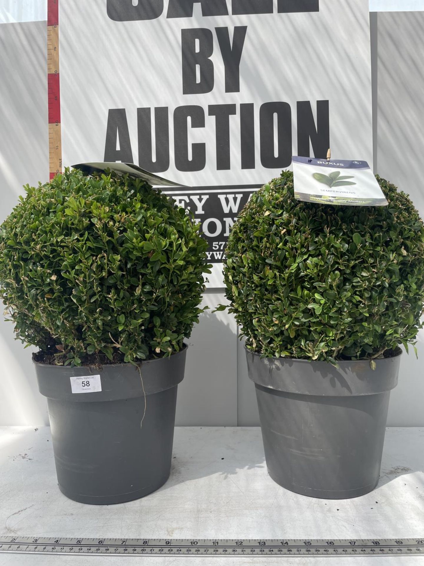 TWO BUXUS BALL PLANTS IN 5 LITRE POTS 45CM IN HEIGHT PLUS VAT