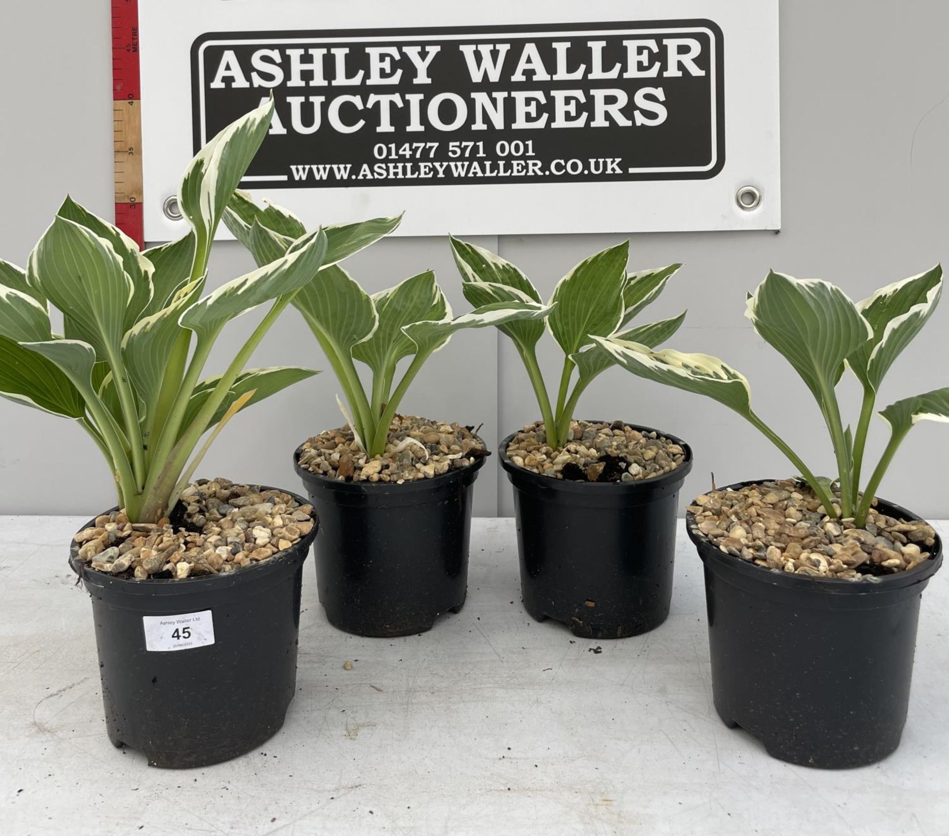 FOUR 'FRANCEE' HOSTAS IN POTS PLUS VAT