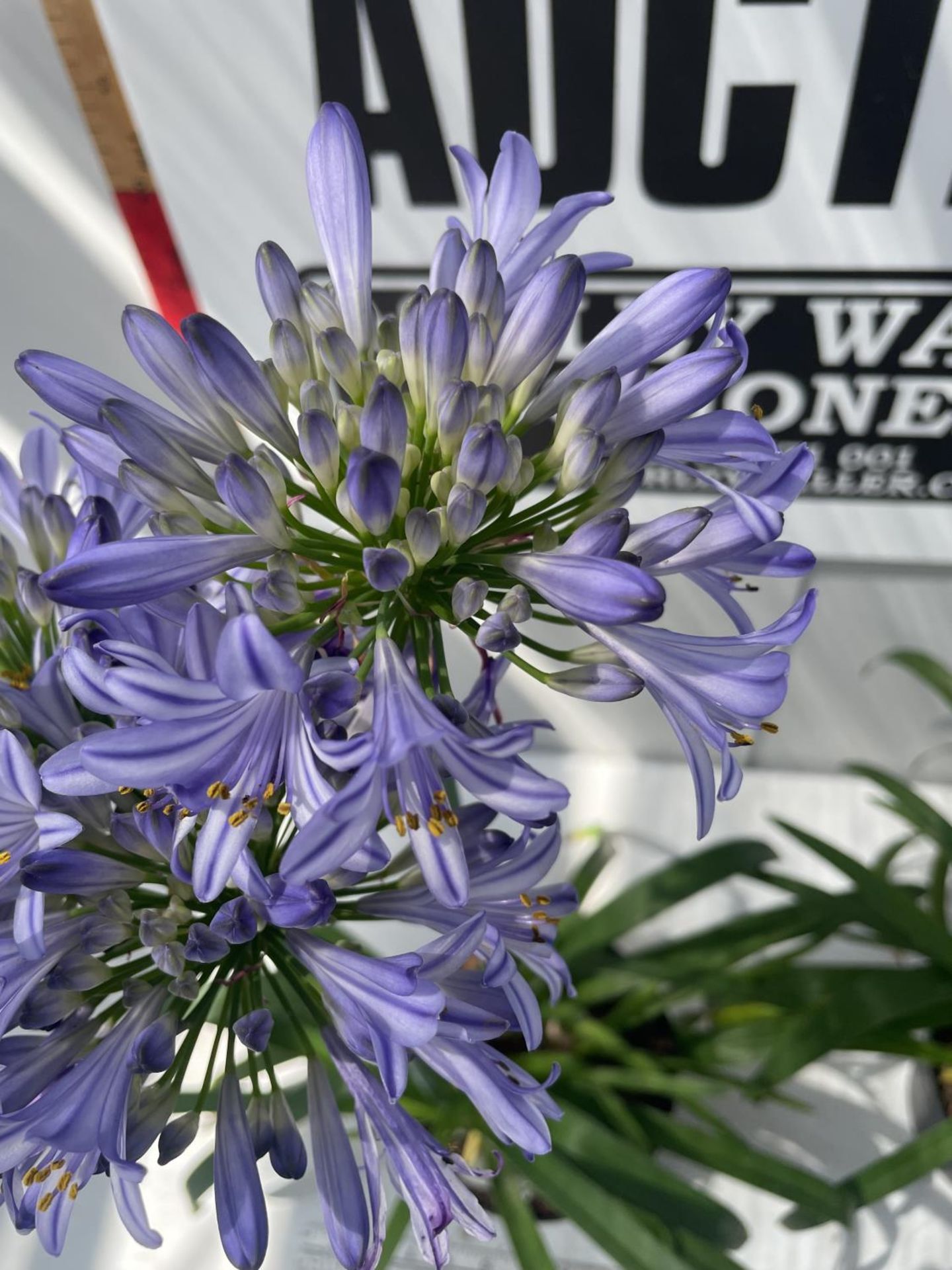 TWO LARGE BLUETY AGAPANTHUS 'SUMMER LOVE' IN POTS HEIGHT 70CM PLUS VAT - Image 2 of 3