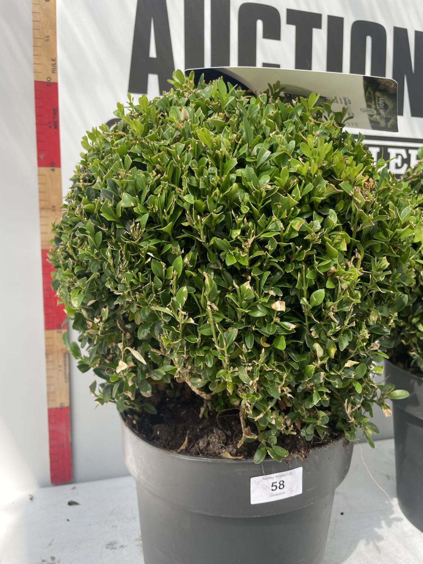 TWO BUXUS BALL PLANTS IN 5 LITRE POTS 45CM IN HEIGHT PLUS VAT - Image 2 of 4