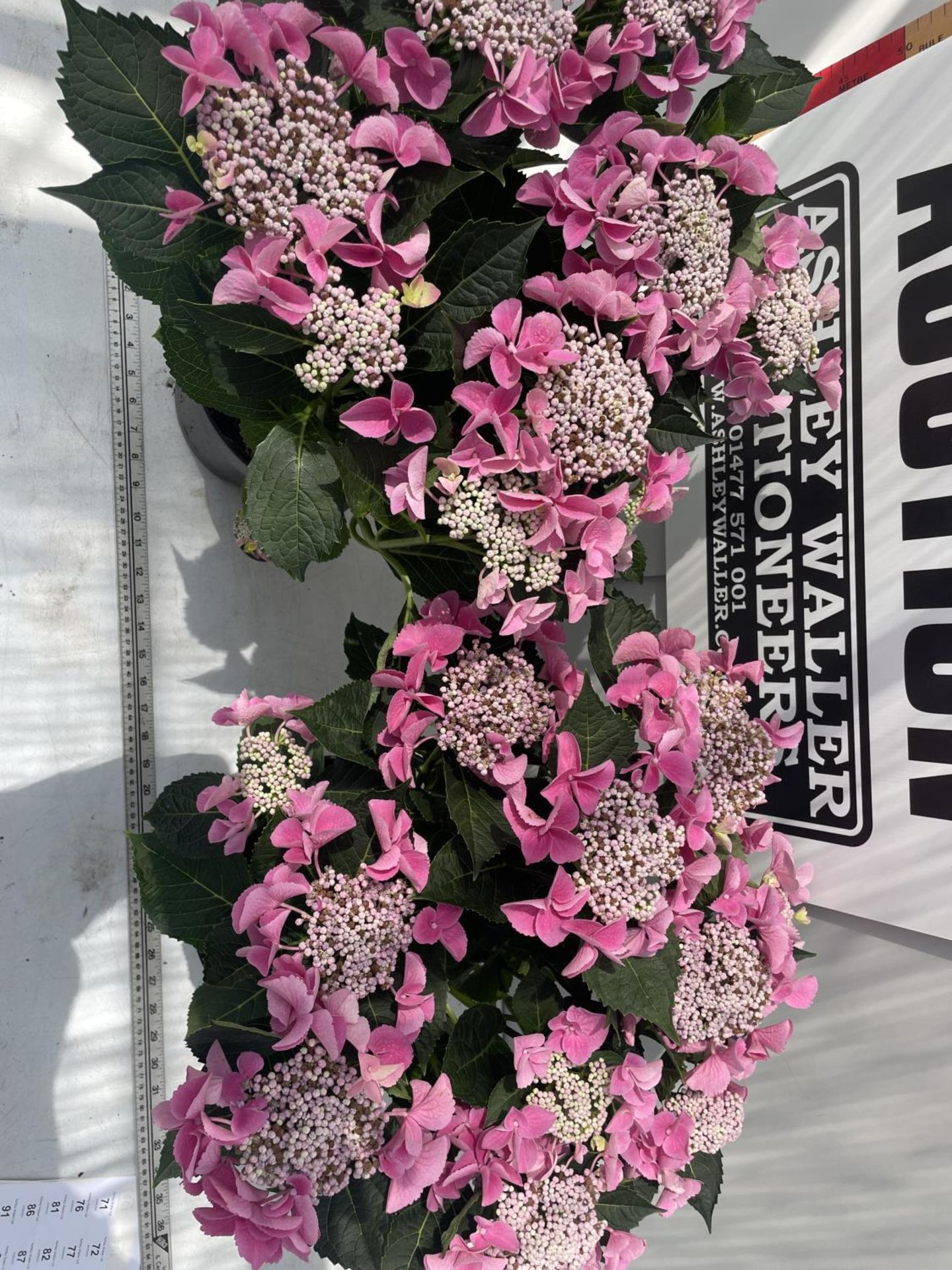 TWO PINK LACECAP LARGE HYDRANGEAS 55CM IN HEIGHT IN C-5 POTS PLUS VAT - Image 4 of 4