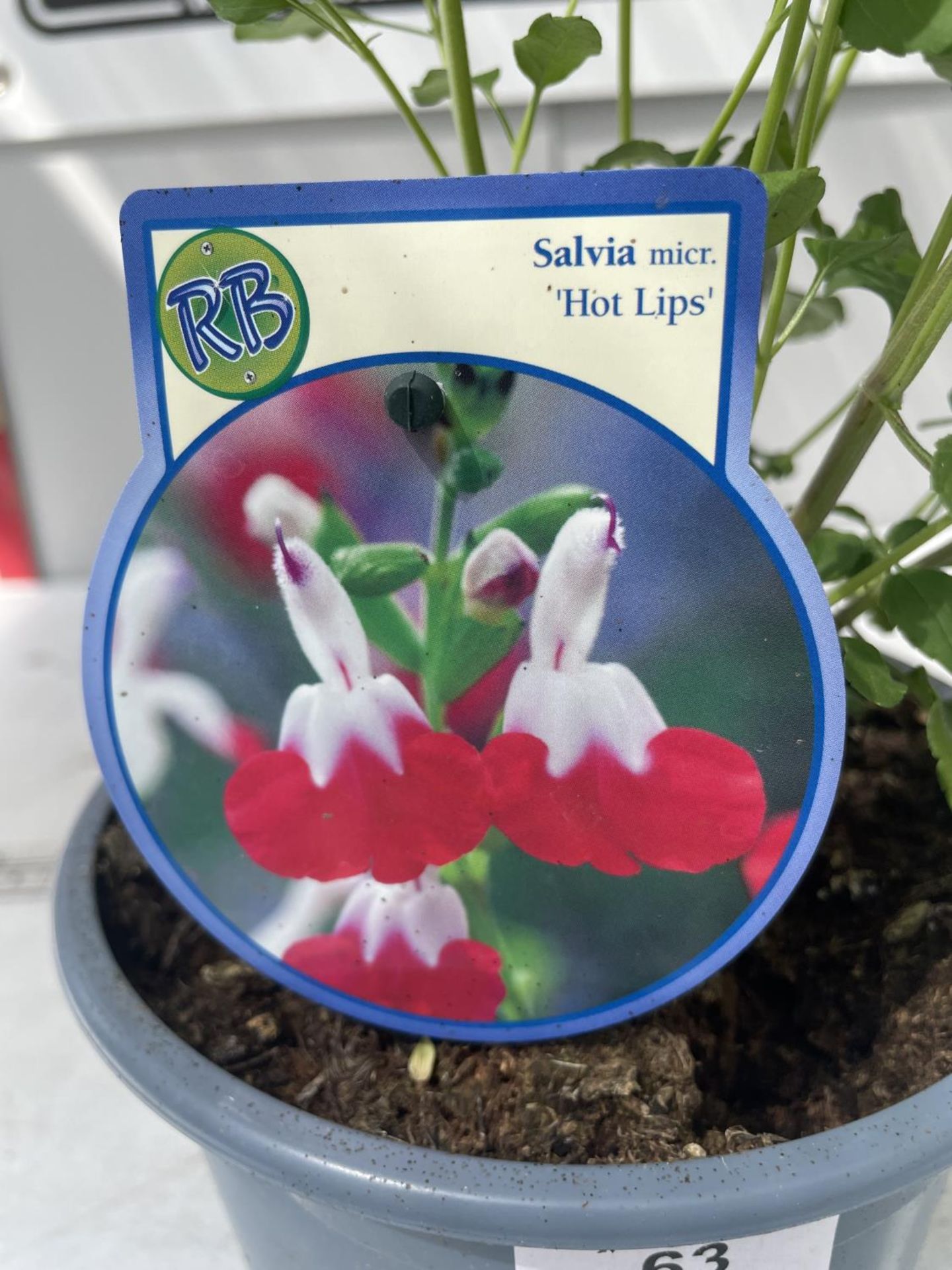 TWO SALVIA 'HOT LIPS' IN 2 LITRE POTS 70CM IN HEIGHT PLUS VAT - Image 3 of 3