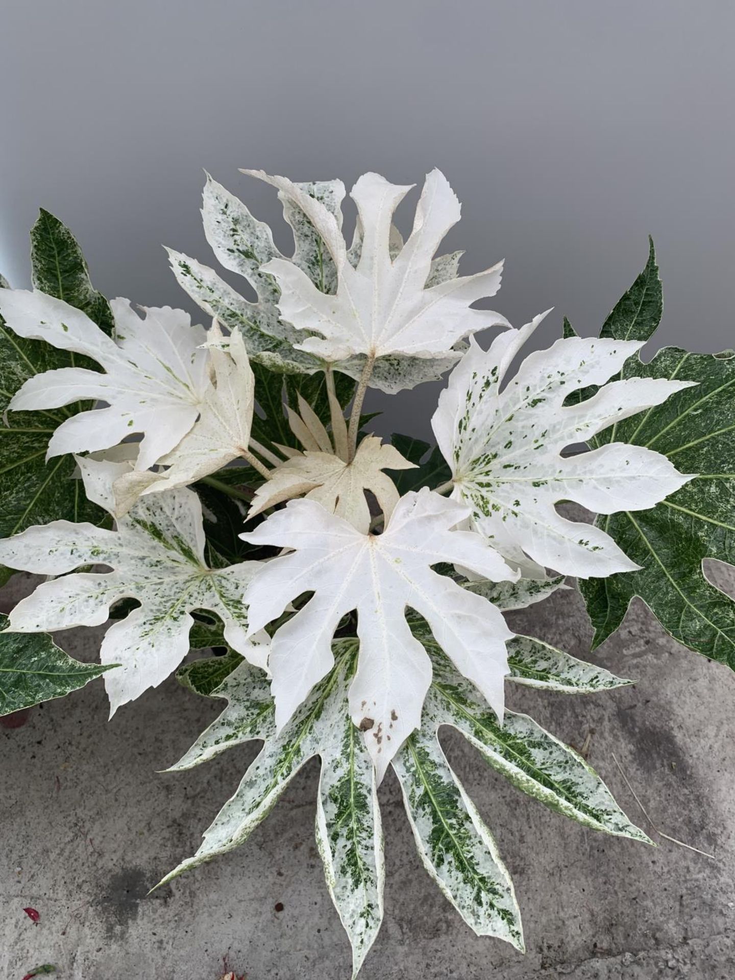 TWO FATSIA JAPONICA SPIDERWEB APPROXIMATELY 70CM TALL IN 6 LITRE POTS + VAT - Image 5 of 5