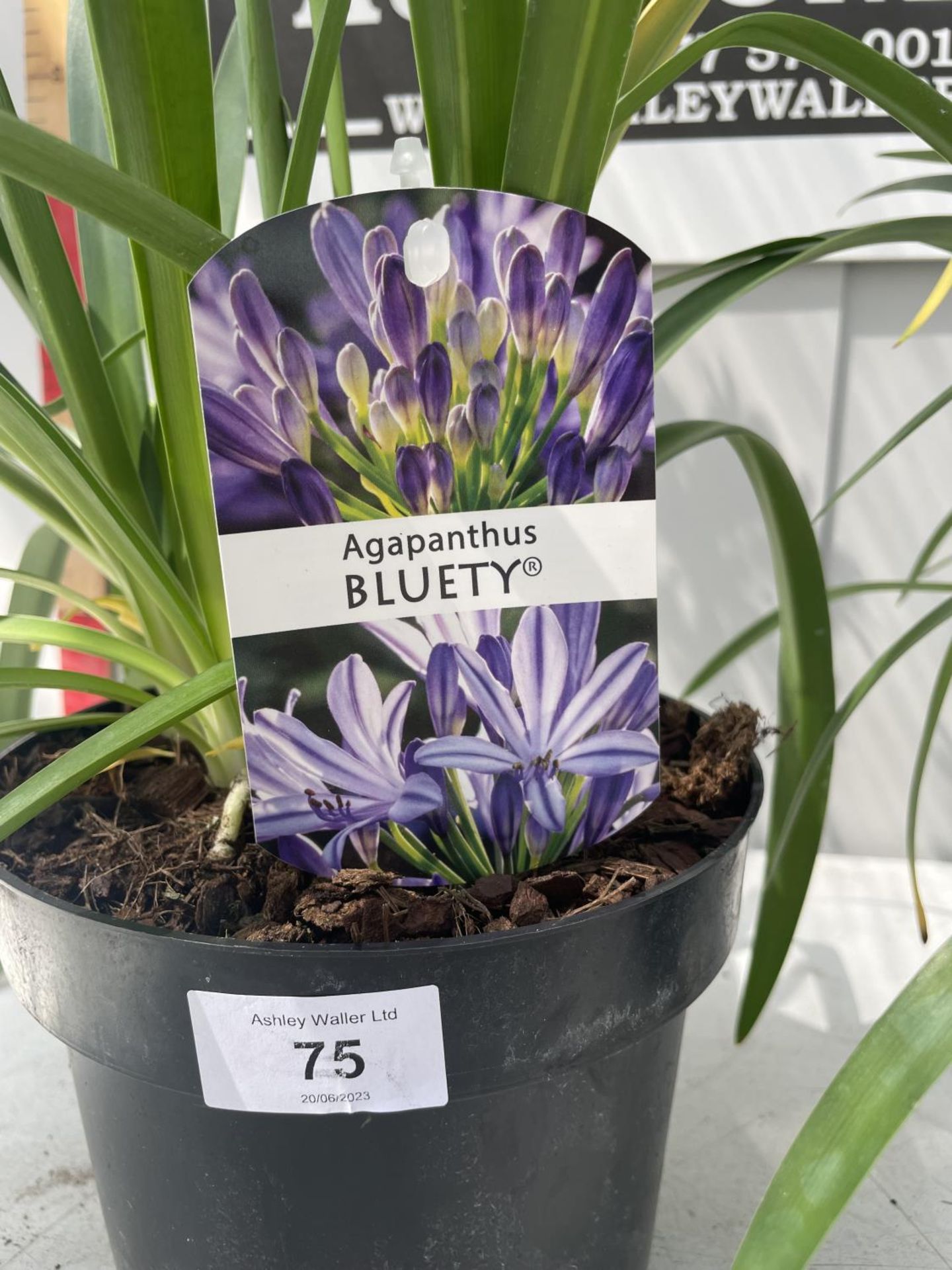 TWO LARGE BLUETY AGAPANTHUS 'SUMMER LOVE' IN POTS HEIGHT 70CM PLUS VAT - Image 3 of 3
