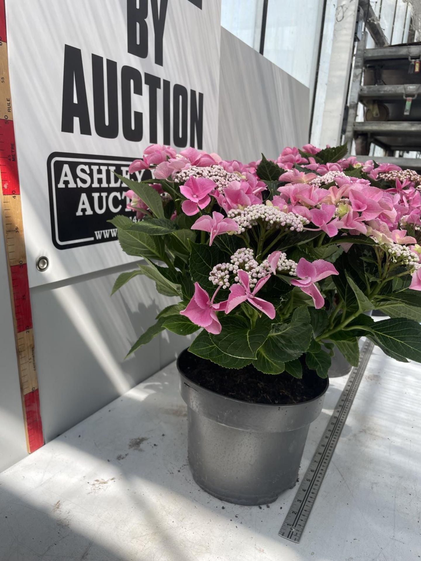 TWO PINK LACECAP HYDRANGEAS IN POTS 50CM IN HEIGHT PLUS VAT - Image 4 of 5