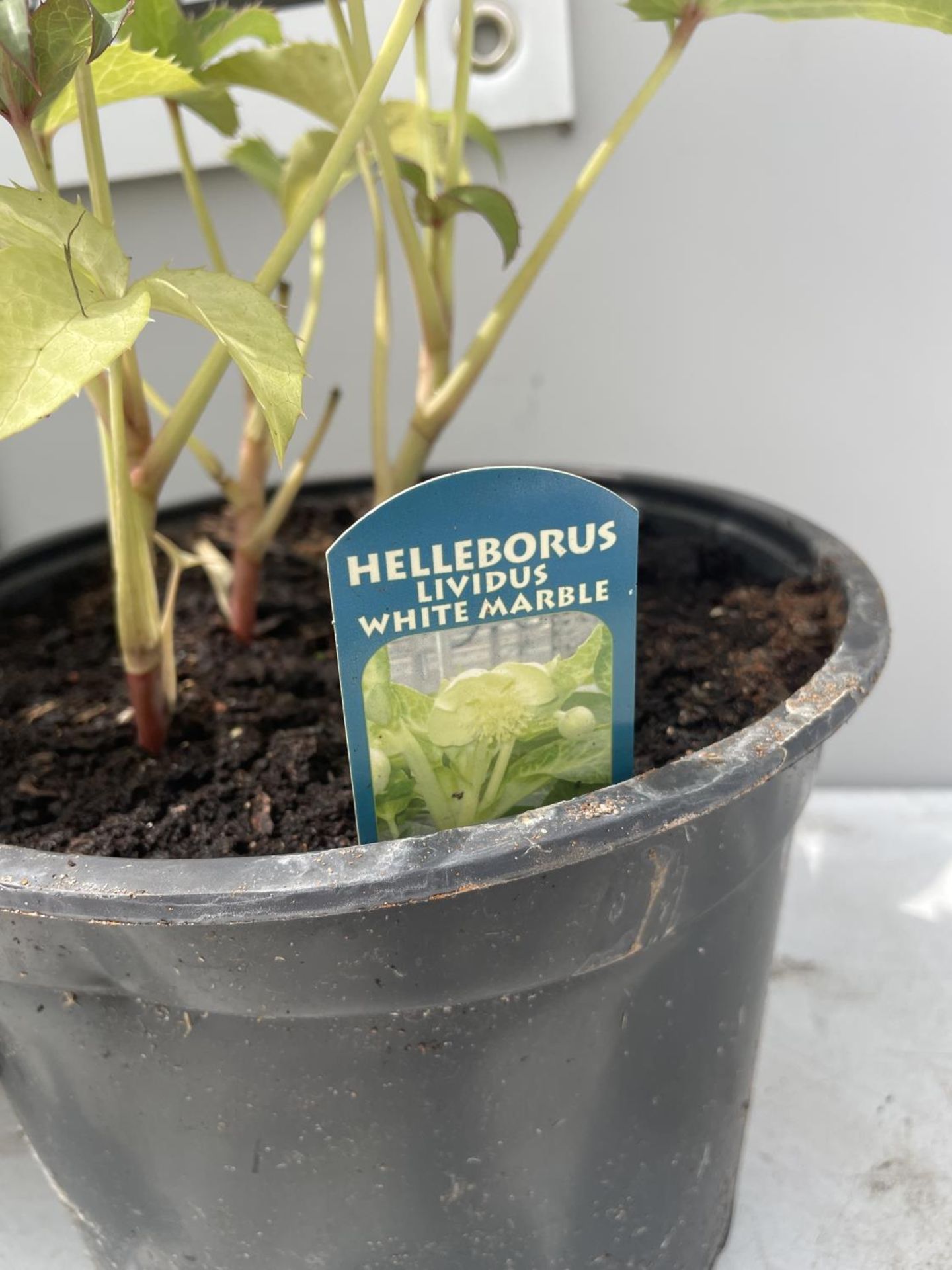 THREE HELLEBORES IN POTS 40CM IN HEIGHT PLUS VAT - Image 2 of 3